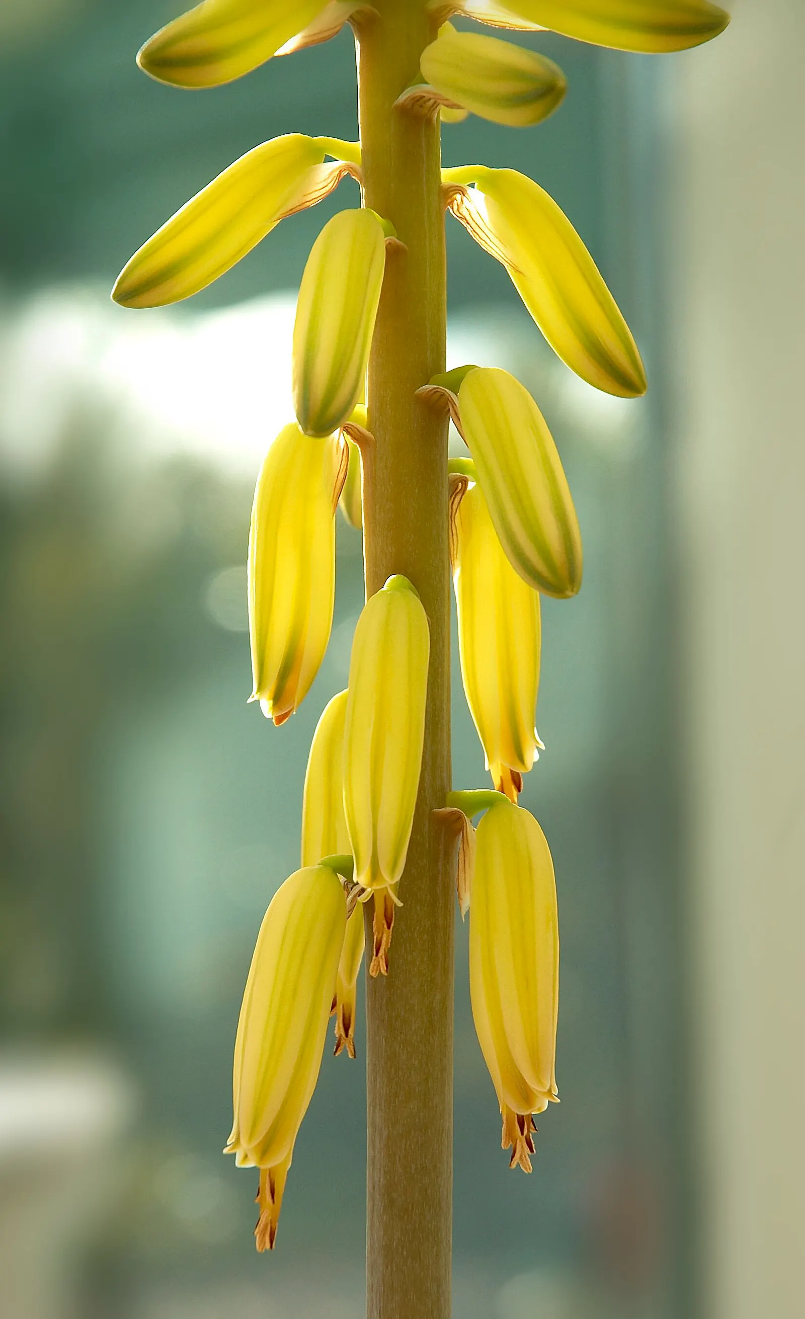 Aloe Vera Or Medicinal Aloe — gray-green leaves that can grow up to 18 to 24 inches in length and 2 to 3 inches wide; is a succulent plant species, image 99