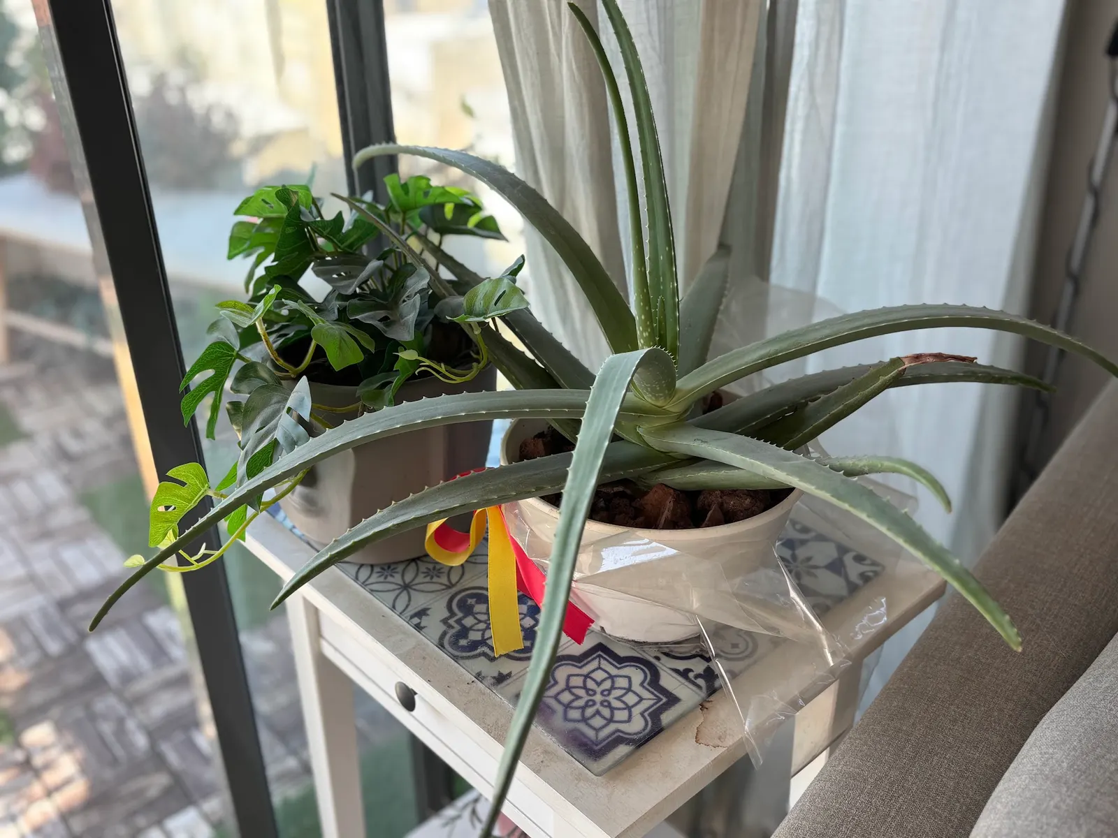 Aloe Vera Or Medicinal Aloe — Aloe Vera is an ideal candidate for xeriscaping and adds a modern touch to any garden design; in zones 8 to 11, it can be planted