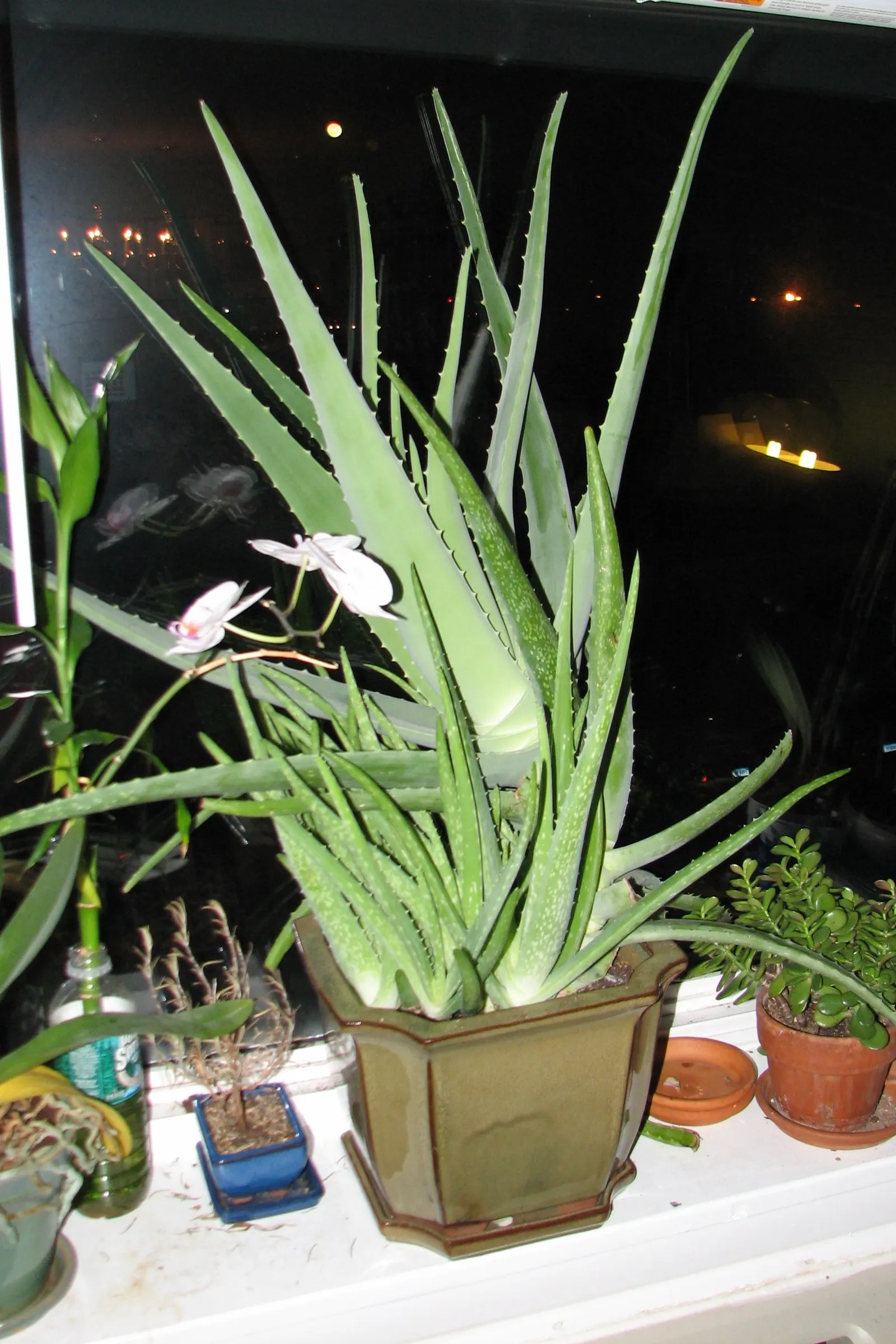 Aloe Vera Or Medicinal Aloe — succulent for full or half; allowing ample room for growth when spacing between plants in landscape design, image 66