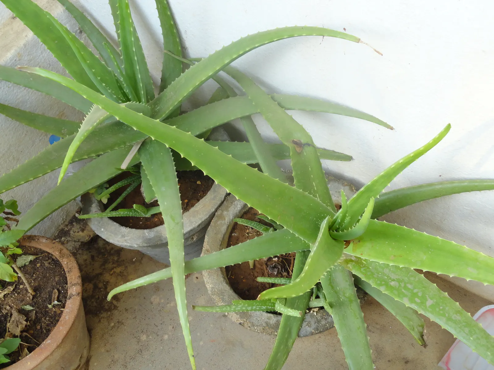 Aloe Vera Or Medicinal Aloe — gray-green leaves that can grow up to 18 to 24 inches in length and 2 to 3 inches wide; is a succulent plant species cherished