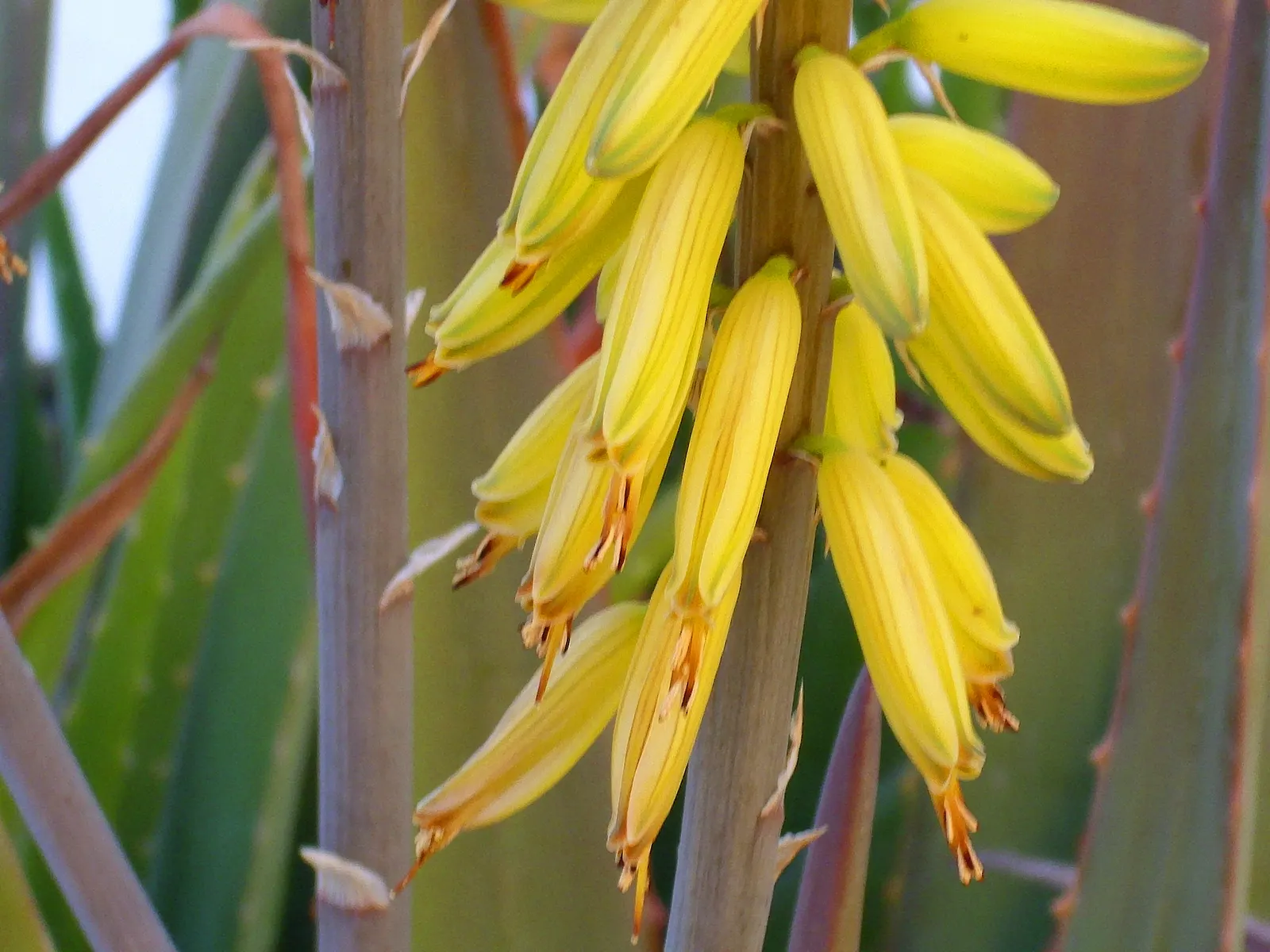 Aloe Vera Or Medicinal Aloe — Aloe Vera is an ideal candidate for xeriscaping and adds a modern touch to any garden design; in zones 8 to 11, it, image 53