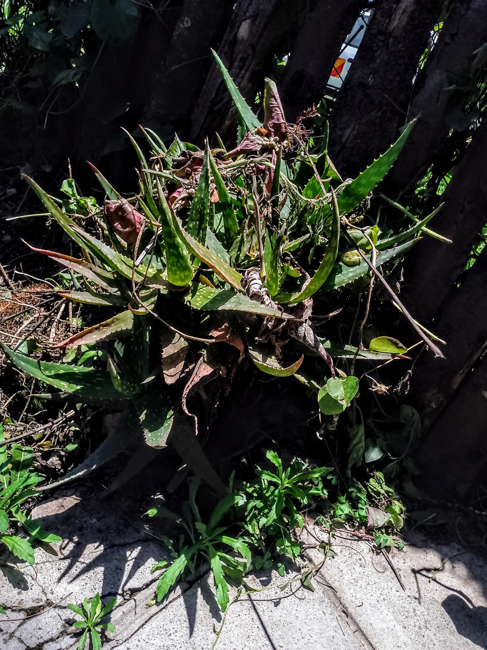Aloe Vera Or Medicinal Aloe — This succulent demands well-drained soil and full to partial sun