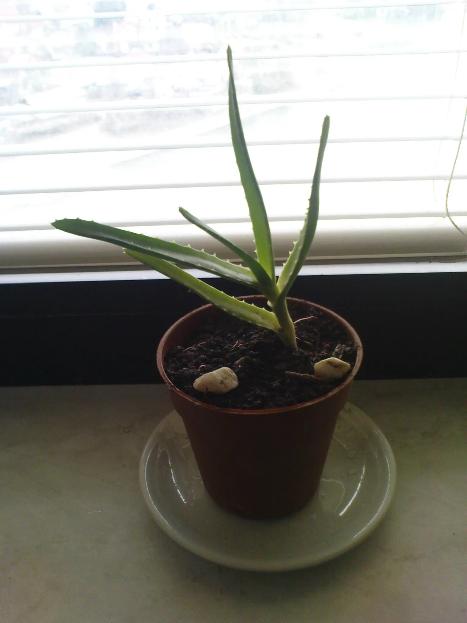 Aloe Vera Or Medicinal Aloe — The plant features fleshy; aloe vera, famed for its medicinal gel, is an evergreen perennial thriving in USDA zones 9-11