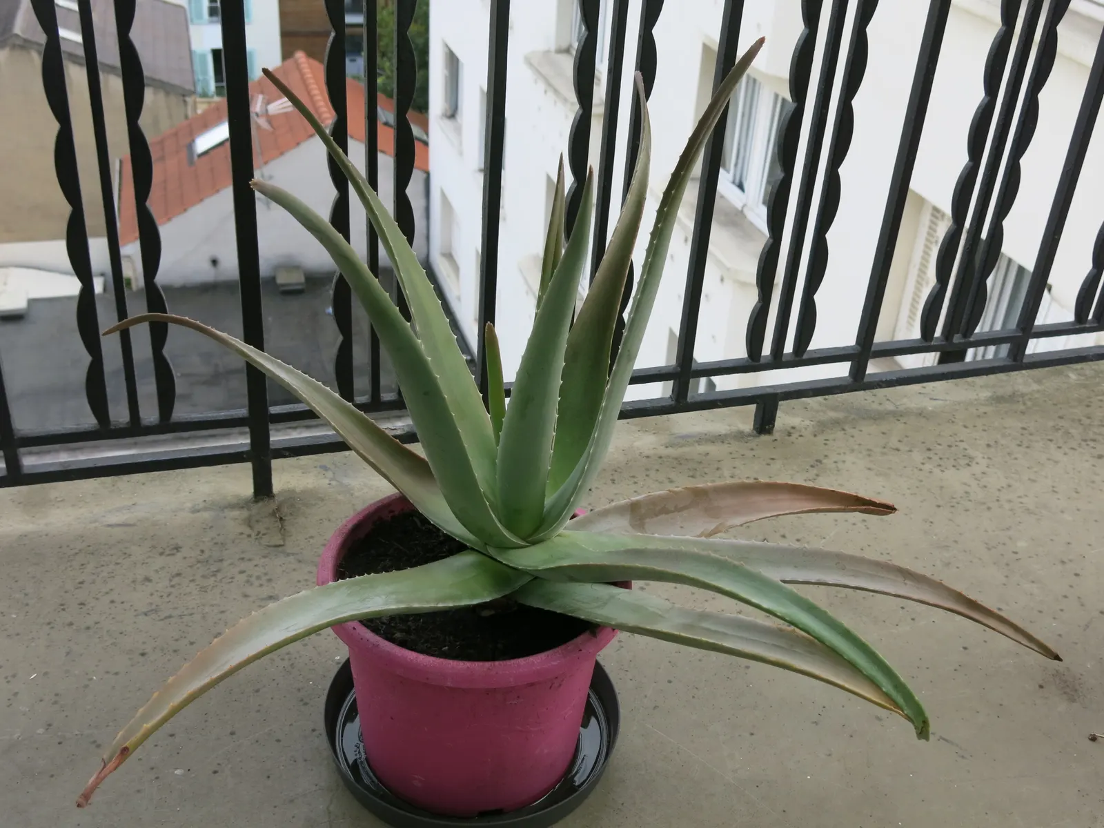 Aloe Vera Or Medicinal Aloe — is a succulent plant species cherished for its therapeutic properties and striking architectural form; aloe Vera is, image 52