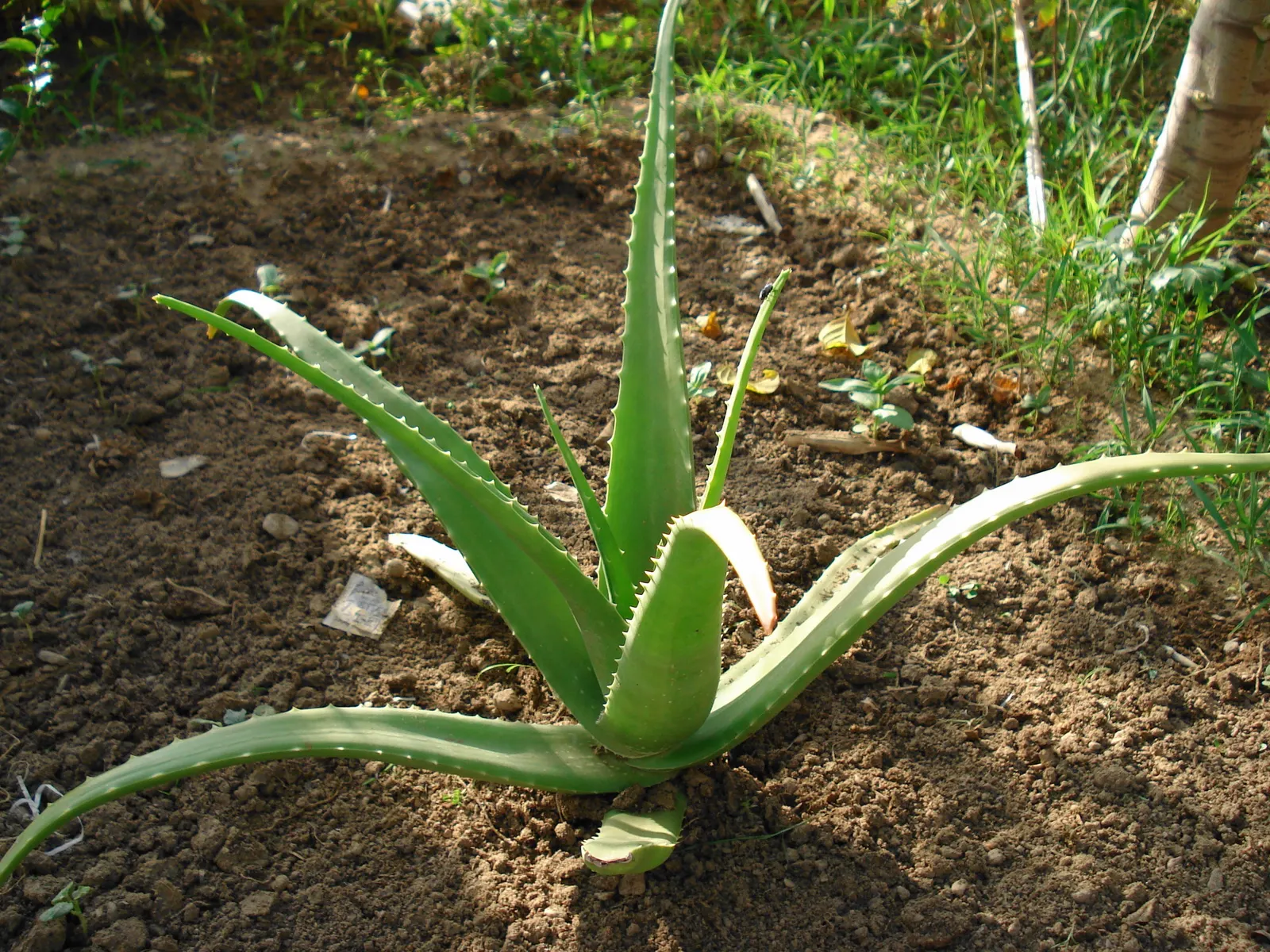 Aloe Vera Or Medicinal Aloe — A drought-tolerant choice, ideal for xeriscaping or as an accent in rock gardens; tall flower spikes can emerge, image 72