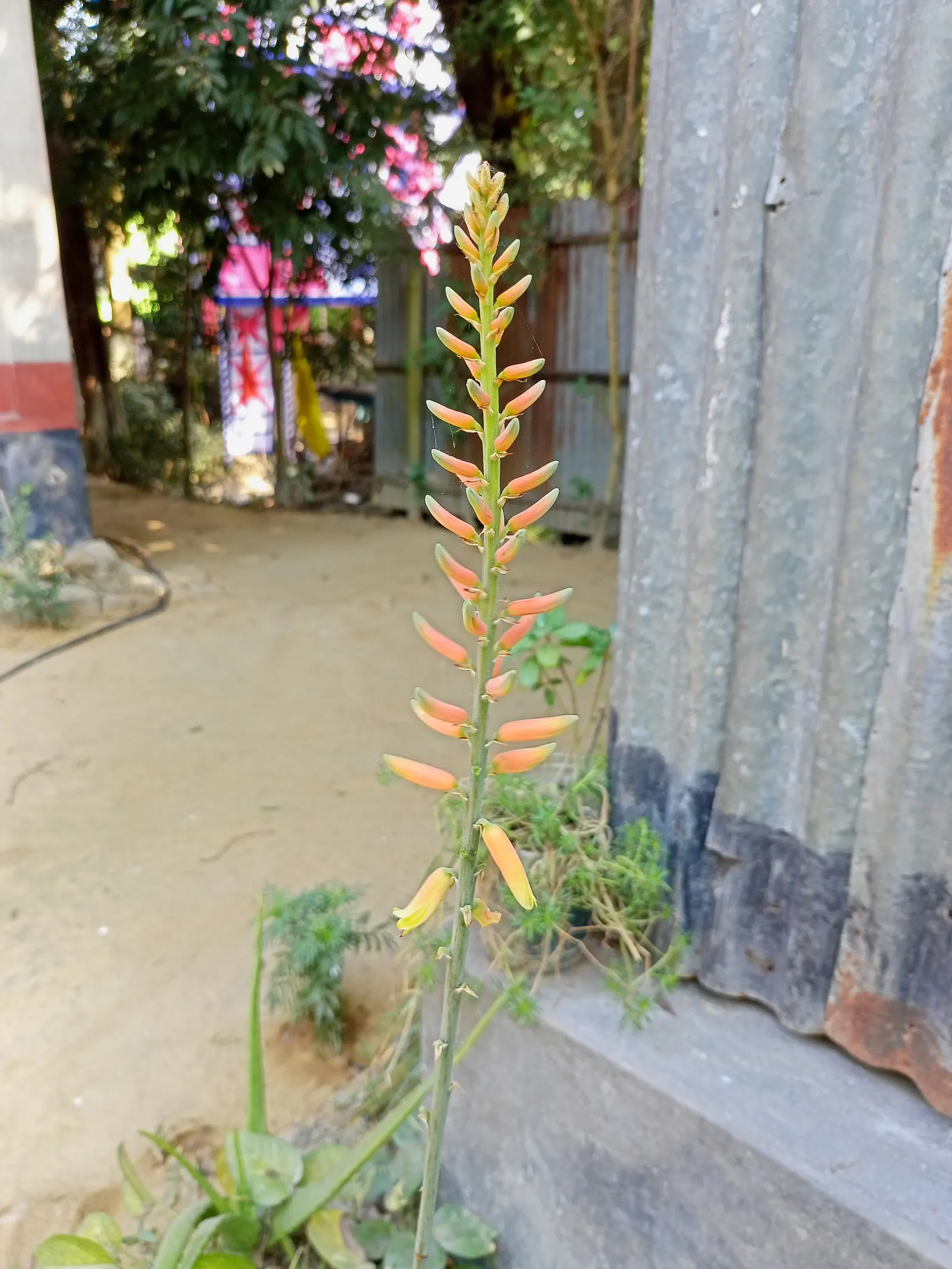 Aloe Vera Or Medicinal Aloe — A drought-tolerant choice, ideal for xeriscaping or as an accent in rock gardens; tall flower spikes can emerge, image 94