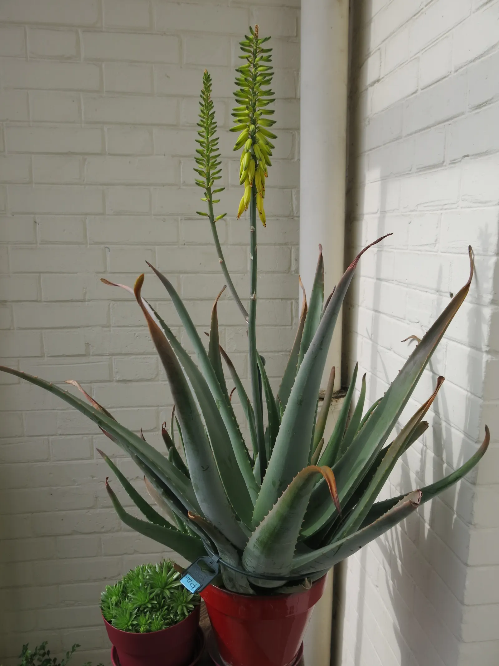 Aloe Vera Or Medicinal Aloe — succulent with yellow blooms; the leaves grow in a rosette pattern