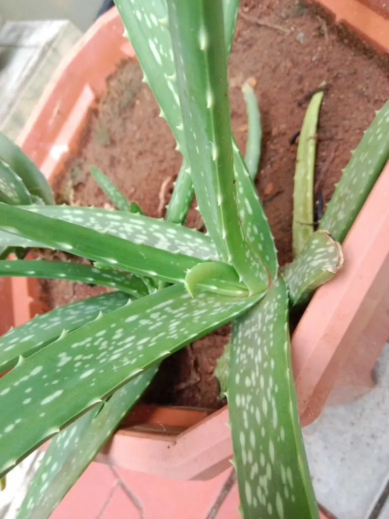 Aloe Vera Or Medicinal Aloe — The leaves grow in a rosette pattern; it requires minimal watering, making it a perfect addition for low-maintenance, image 78