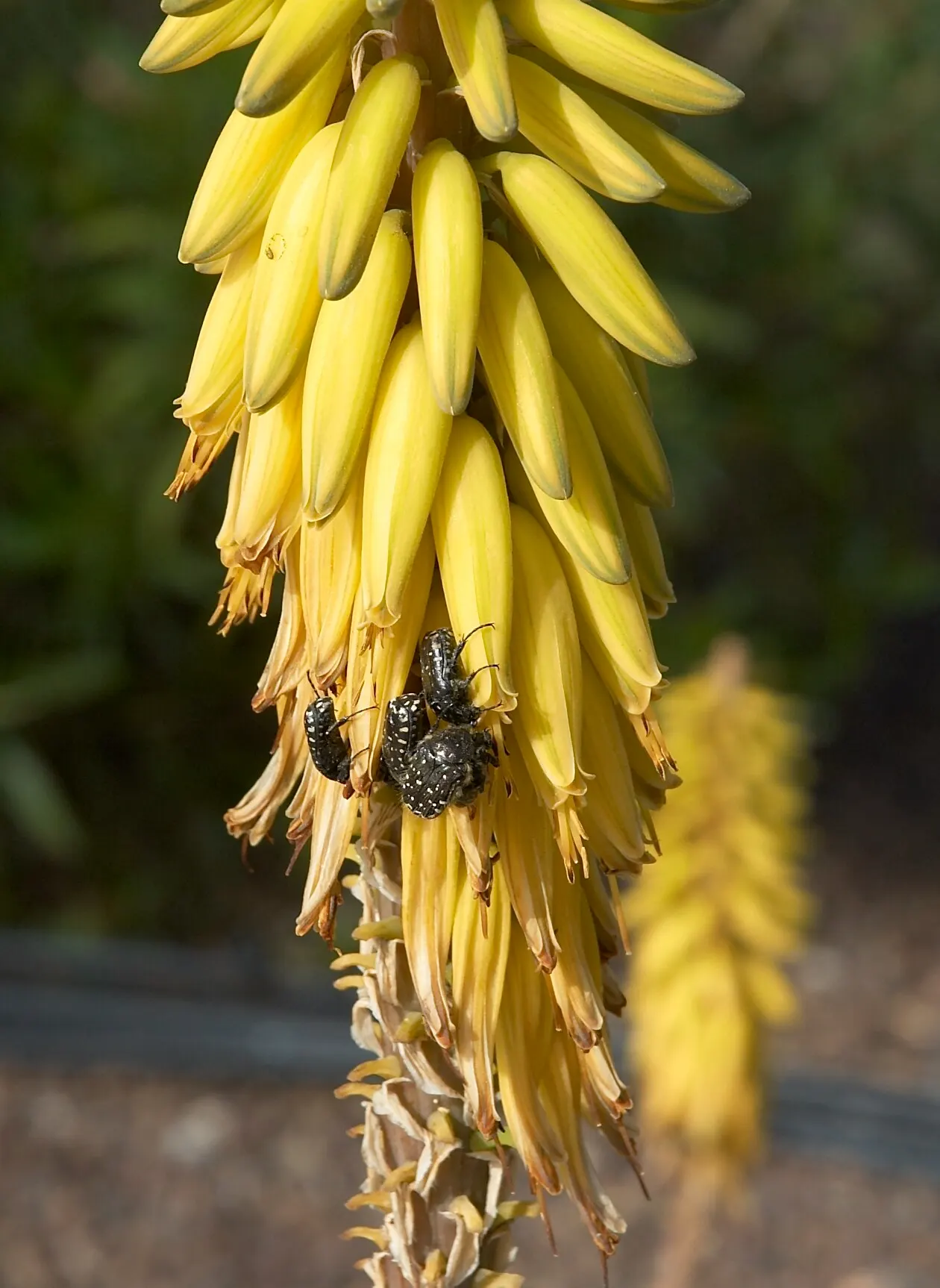Aloe Vera Or Medicinal Aloe — allowing ample room for growth when spacing between plants in landscape design
