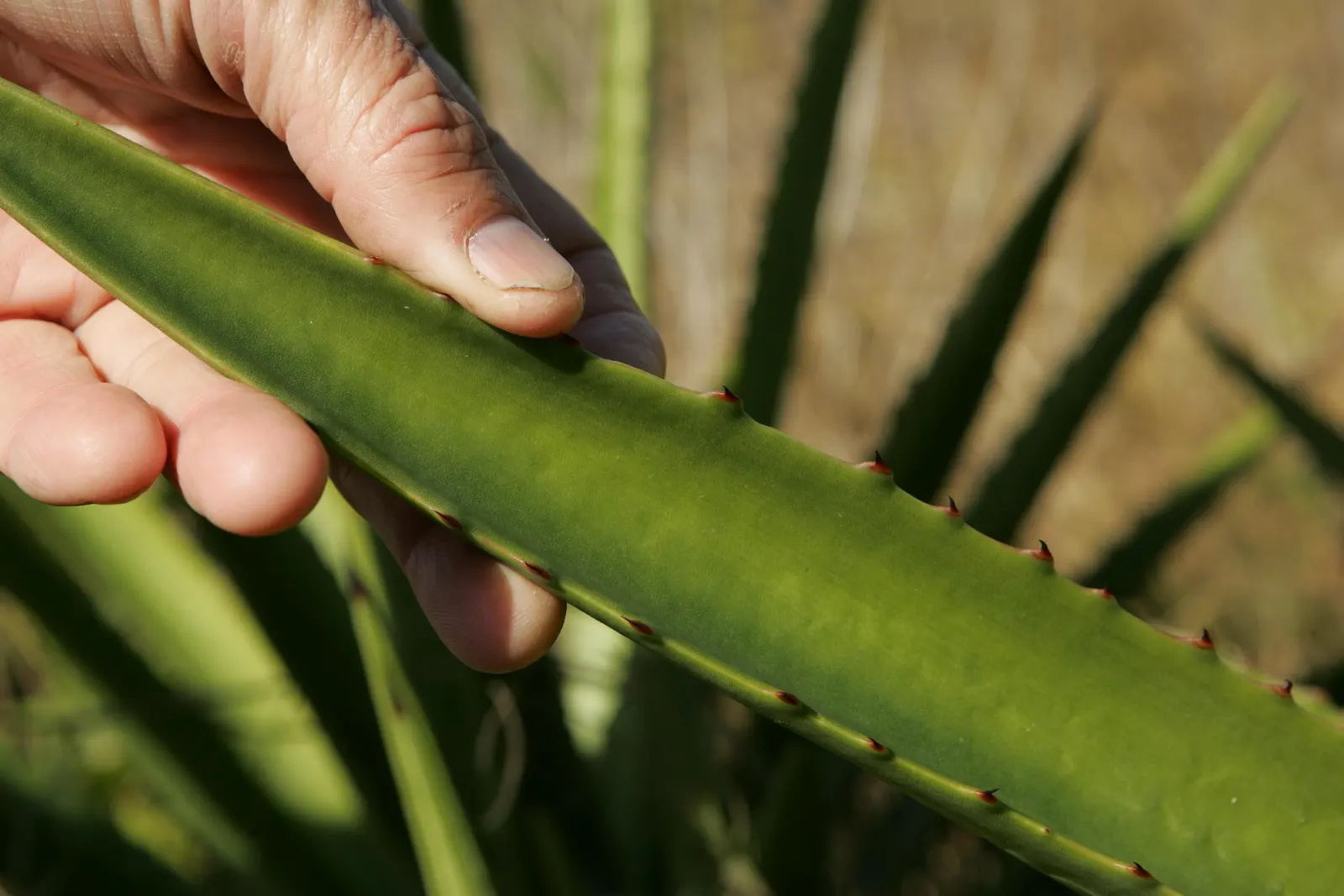 Aloe Vera Or Medicinal Aloe — It reaches 24-39 inches in height and spreads up to 24 inches wide; gray-green leaves that can grow up to 18 to 24, image 46