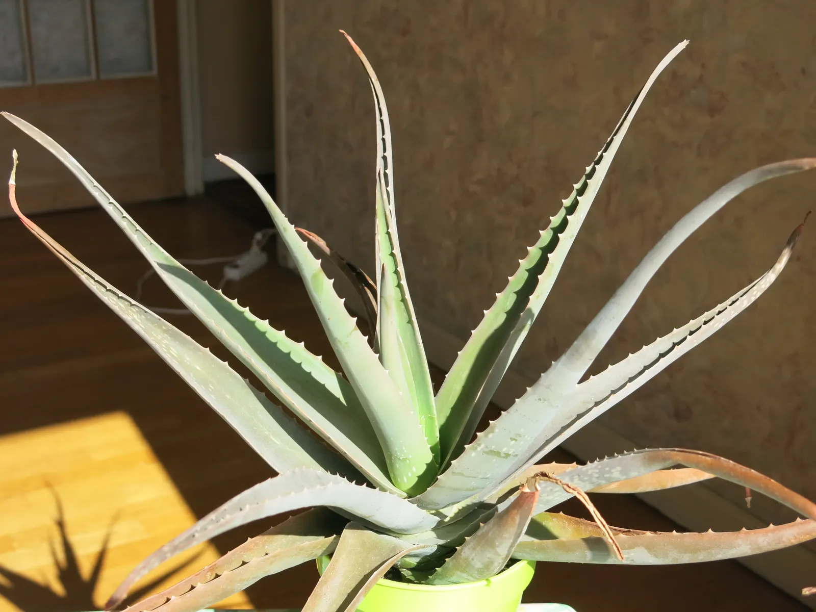 Aloe Vera Or Medicinal Aloe — gray-green leaves that can grow up to 18 to 24 inches in length and 2 to 3 inches wide; is a succulent plant species, image 77