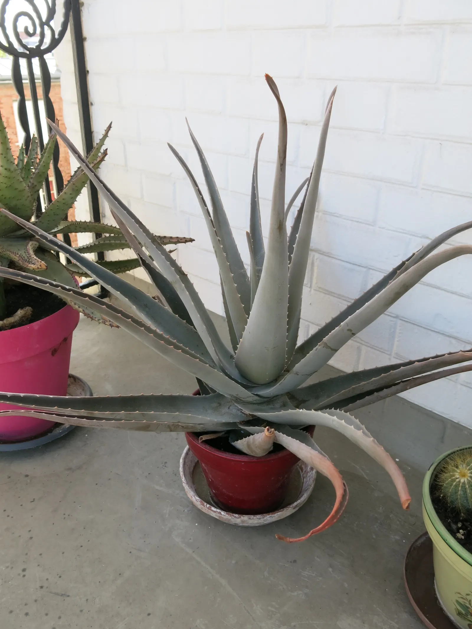 Aloe Vera Or Medicinal Aloe — Aloe vera, famed for its medicinal gel, is an evergreen perennial thriving in USDA zones 9-11; its gray-green, image 89