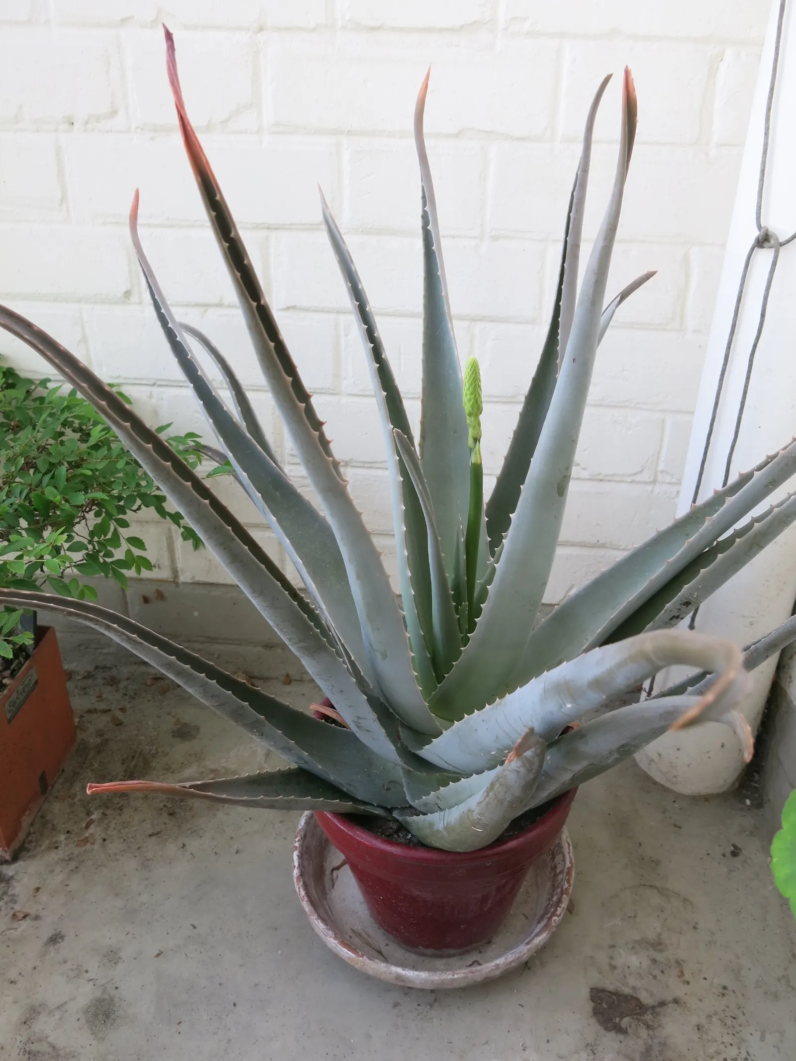 Aloe Vera Or Medicinal Aloe — tall flower spikes can emerge; a drought-tolerant choice, ideal for xeriscaping or as an accent in rock gardens, image 105