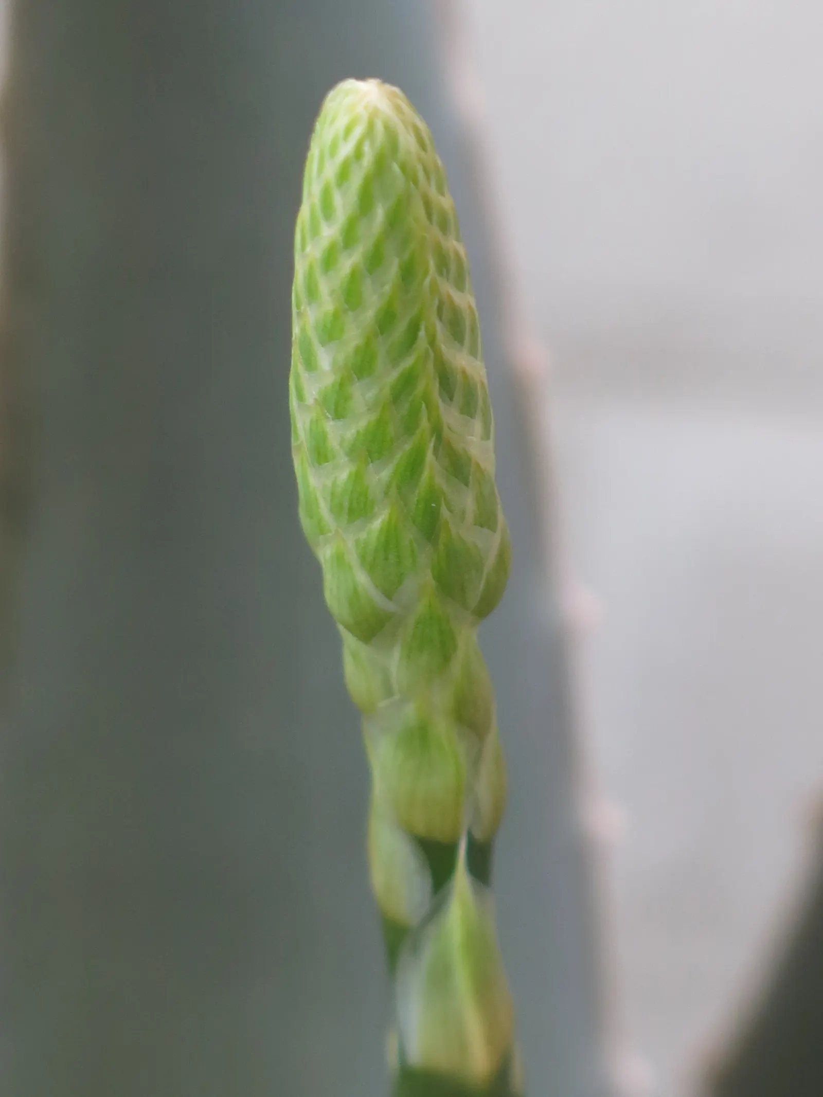 Aloe Vera Or Medicinal Aloe — tall flower spikes can emerge