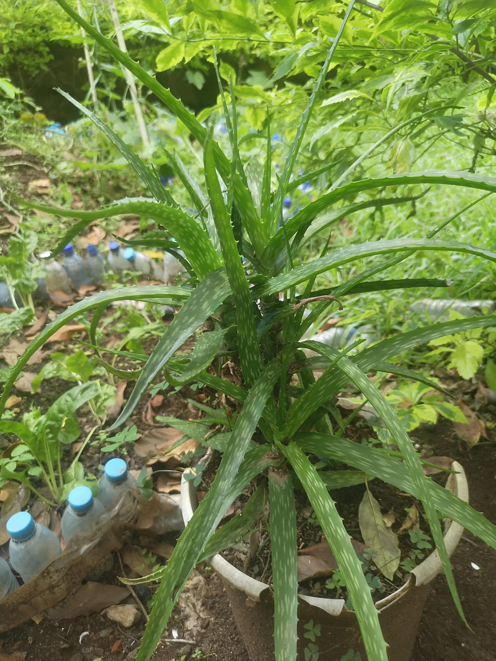 Aloe Vera Or Medicinal Aloe — Aloe vera, famed for its medicinal gel, is an evergreen perennial thriving in USDA zones 9-11