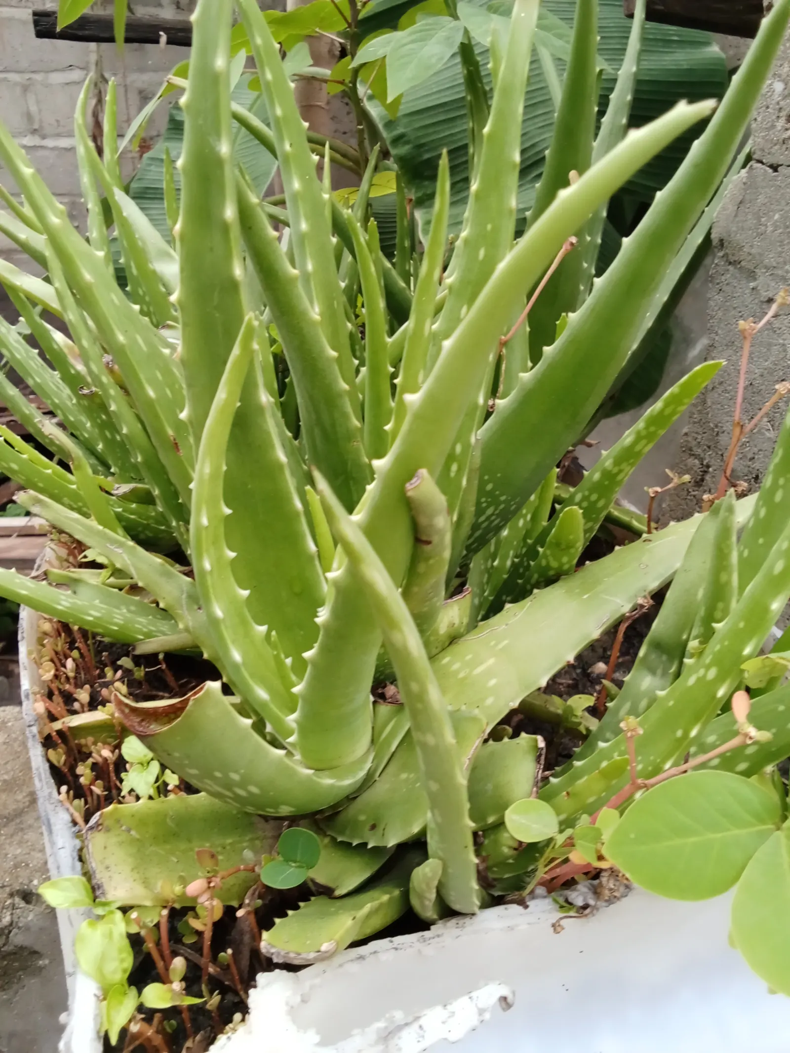 Aloe Vera Or Medicinal Aloe — yellow flowers in the garden; yellow tubular flowers on spikes accent the plant in summer, image 86