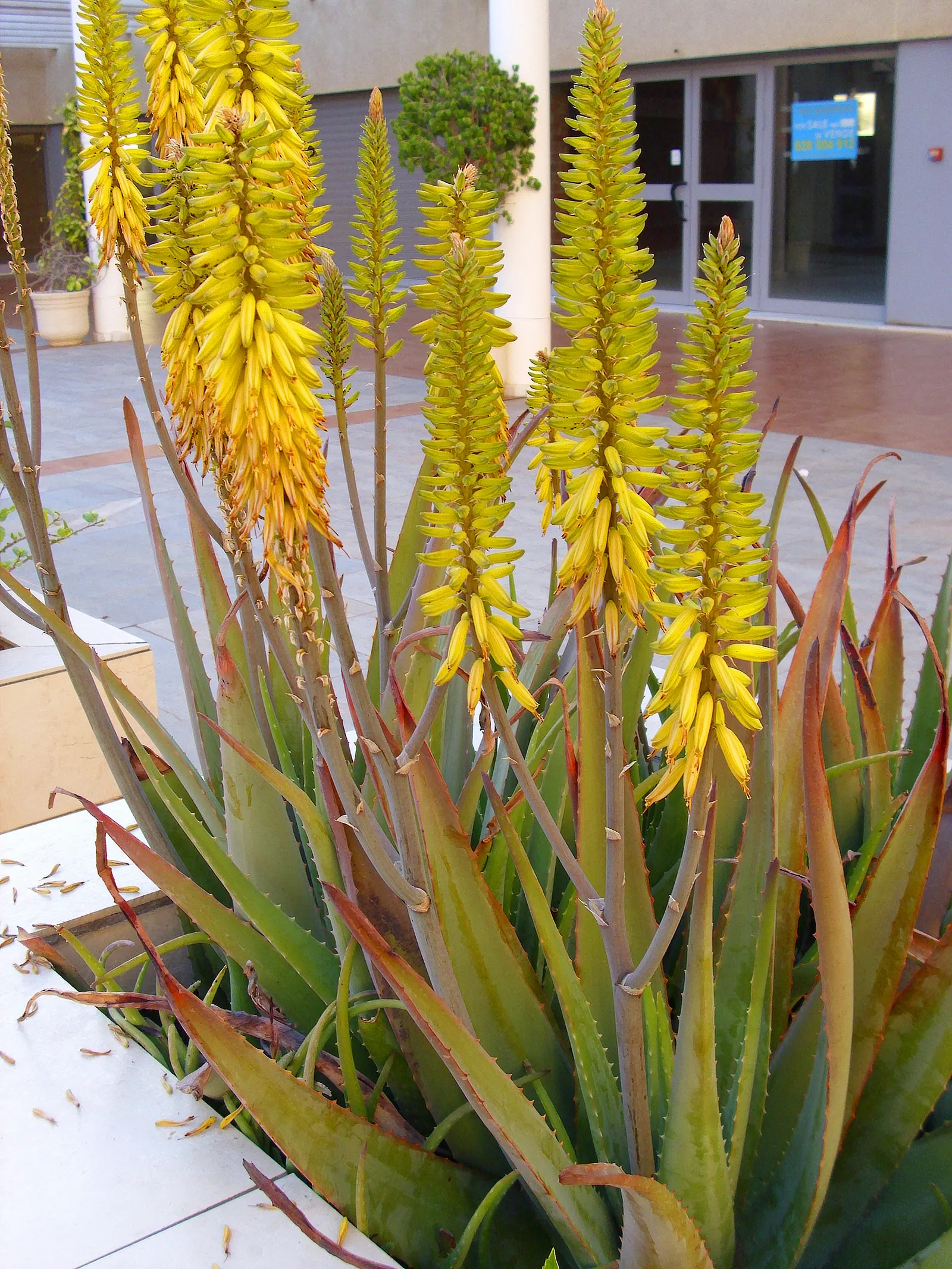 Aloe Vera Or Medicinal Aloe — Yellow tubular flowers on spikes accent the plant in summer; the plant features fleshy, image 71