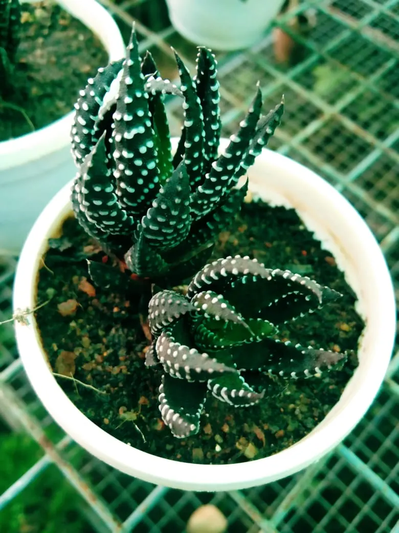 Aloe Vera Or Medicinal Aloe — The leaves grow in a rosette pattern; it requires minimal watering, making it a perfect addition for low-maintenance landscapes