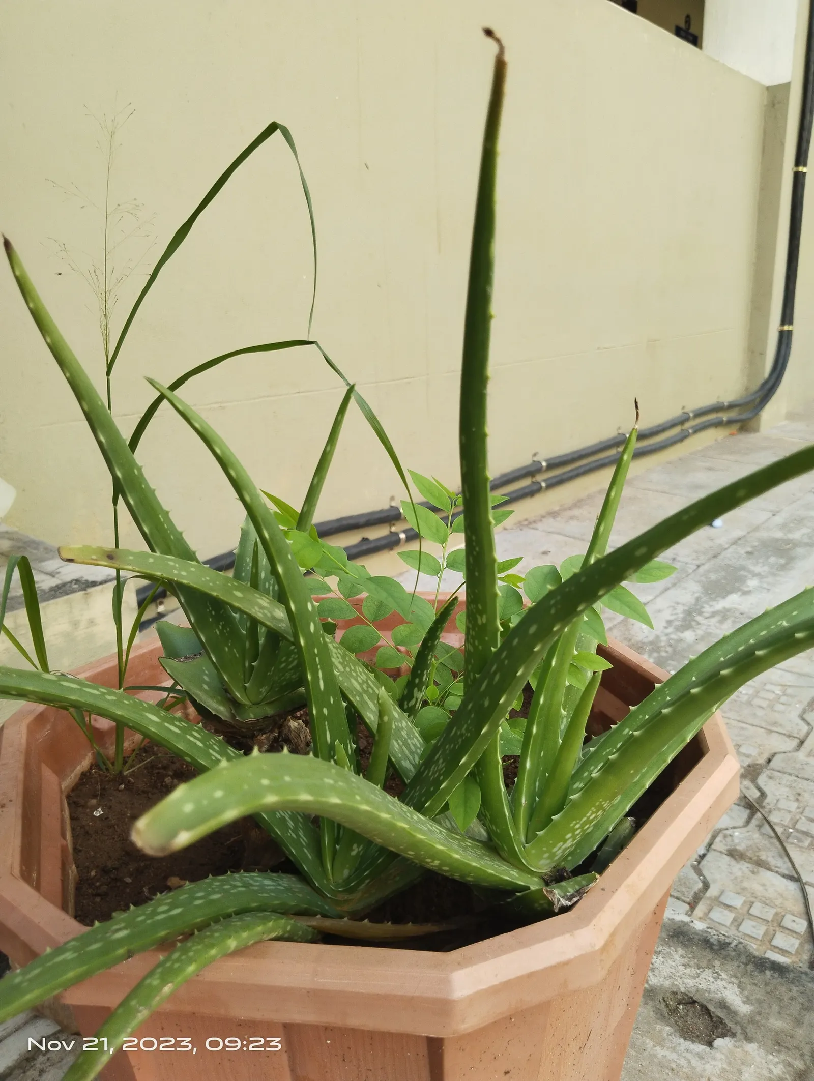 Aloe Vera Or Medicinal Aloe — The plant features fleshy; aloe vera, famed for its medicinal gel, is an evergreen perennial thriving in USDA zones, image 76