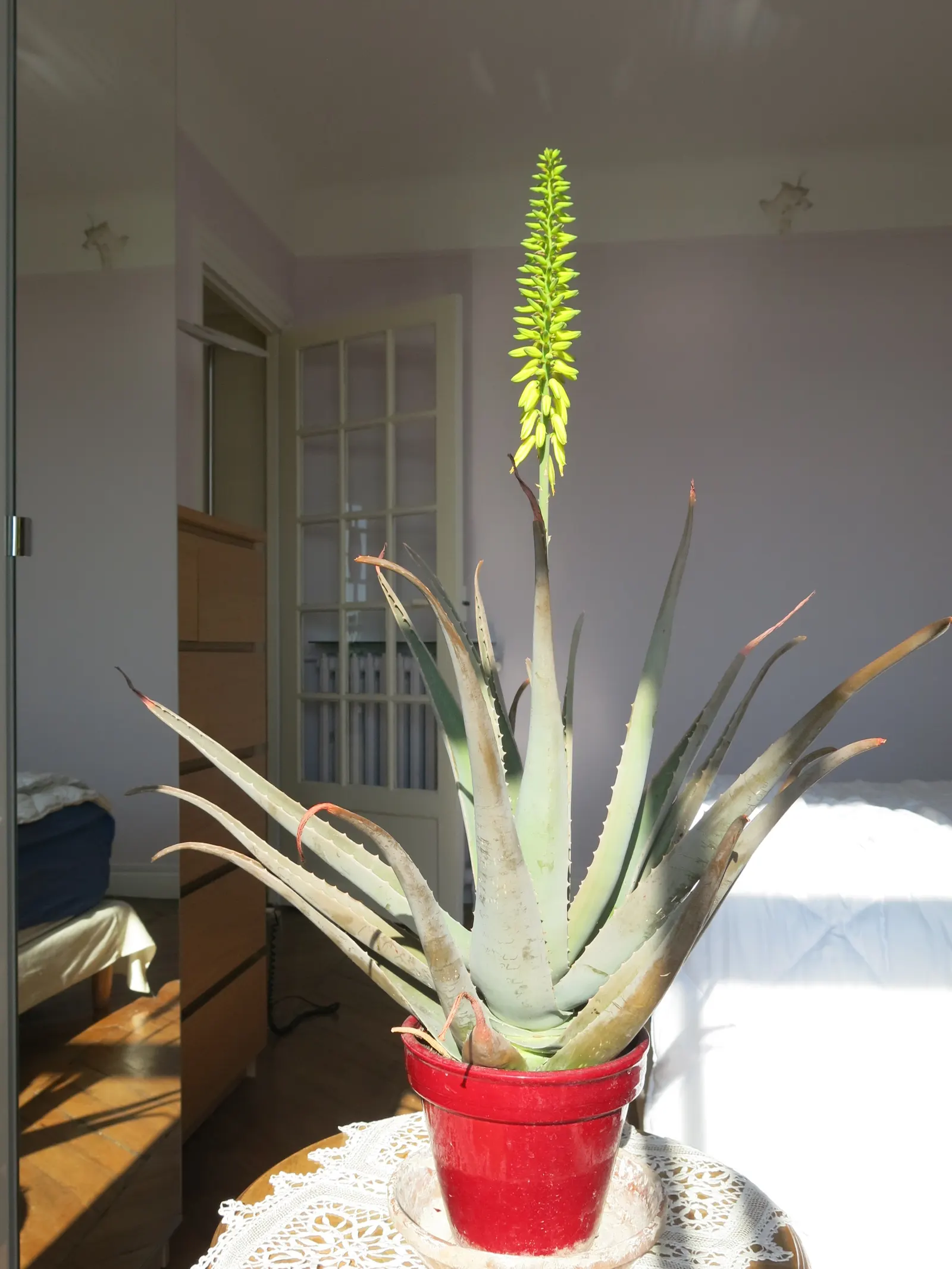 Aloe Vera Or Medicinal Aloe — Aloe vera, famed for its medicinal gel, is an evergreen perennial thriving in USDA zones 9-11; its gray-green, image 67