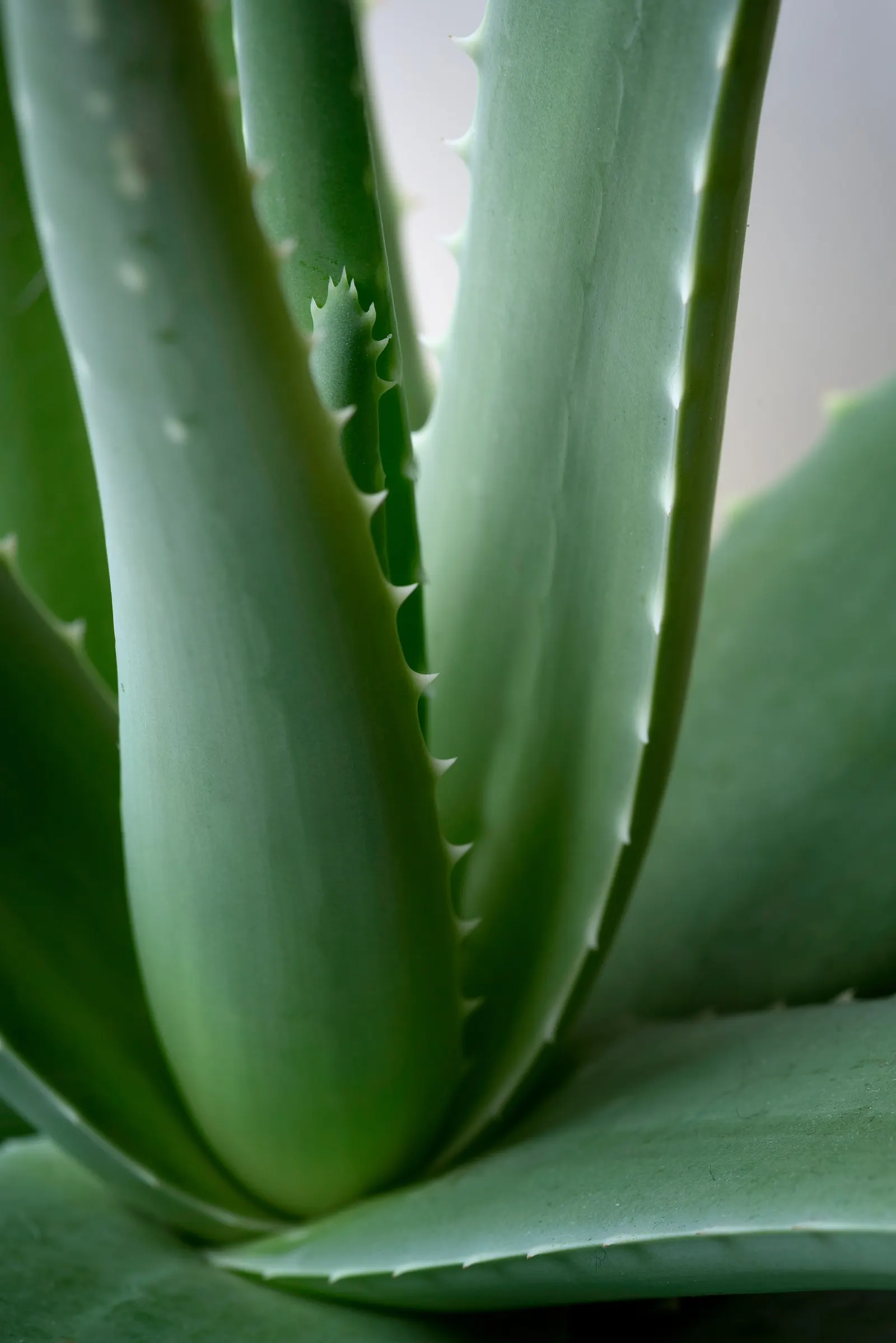 Aloe Vera Or Medicinal Aloe — Its gray-green, lance-shaped leaves possess toothed margins; this succulent demands well-drained soil and full to, image 48