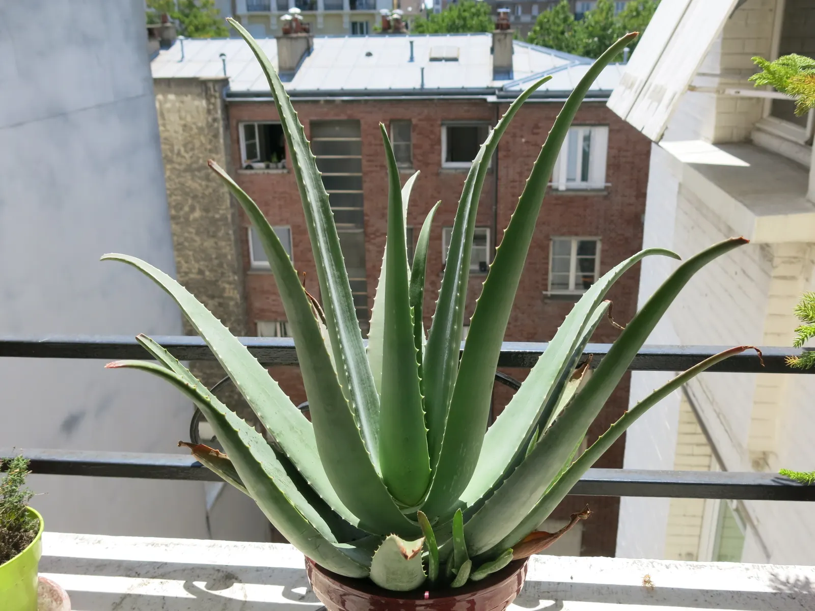 Aloe Vera Or Medicinal Aloe — emanating from the plant's base; succulent for full or half