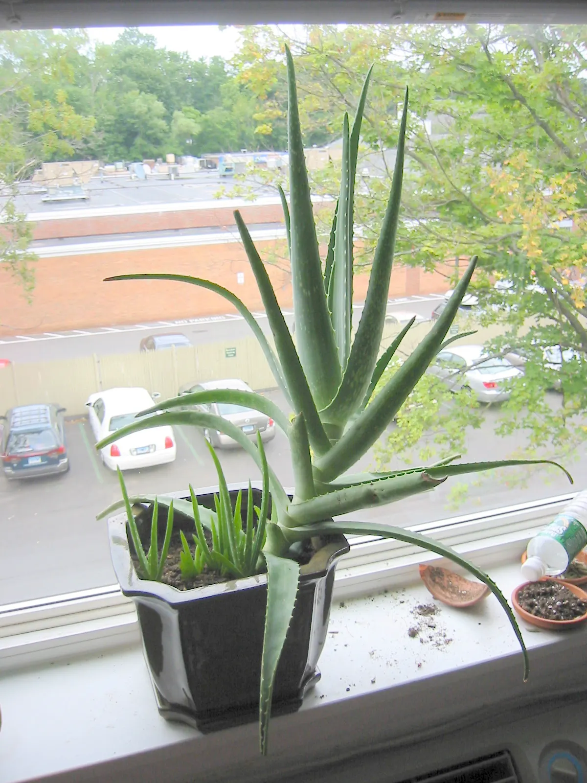 Aloe Vera Or Medicinal Aloe — also widely known as Medicinal Aloe