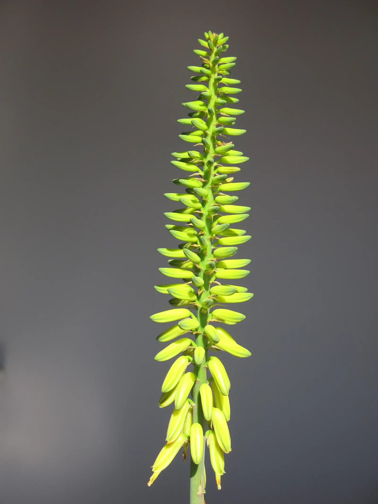 Aloe Vera Or Medicinal Aloe — Aloe vera, famed for its medicinal gel, is an evergreen perennial thriving in USDA zones 9-11; its gray-green, lance-shaped