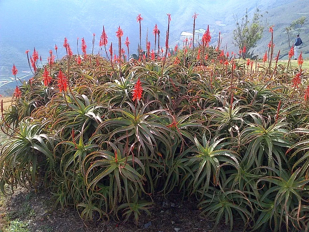 Aloe Vera Or Medicinal Aloe — In zones 8 to 11, it can be planted outdoors, as it tolerates temperatures as low as 50&deg;F; succulent with yellow, image 104