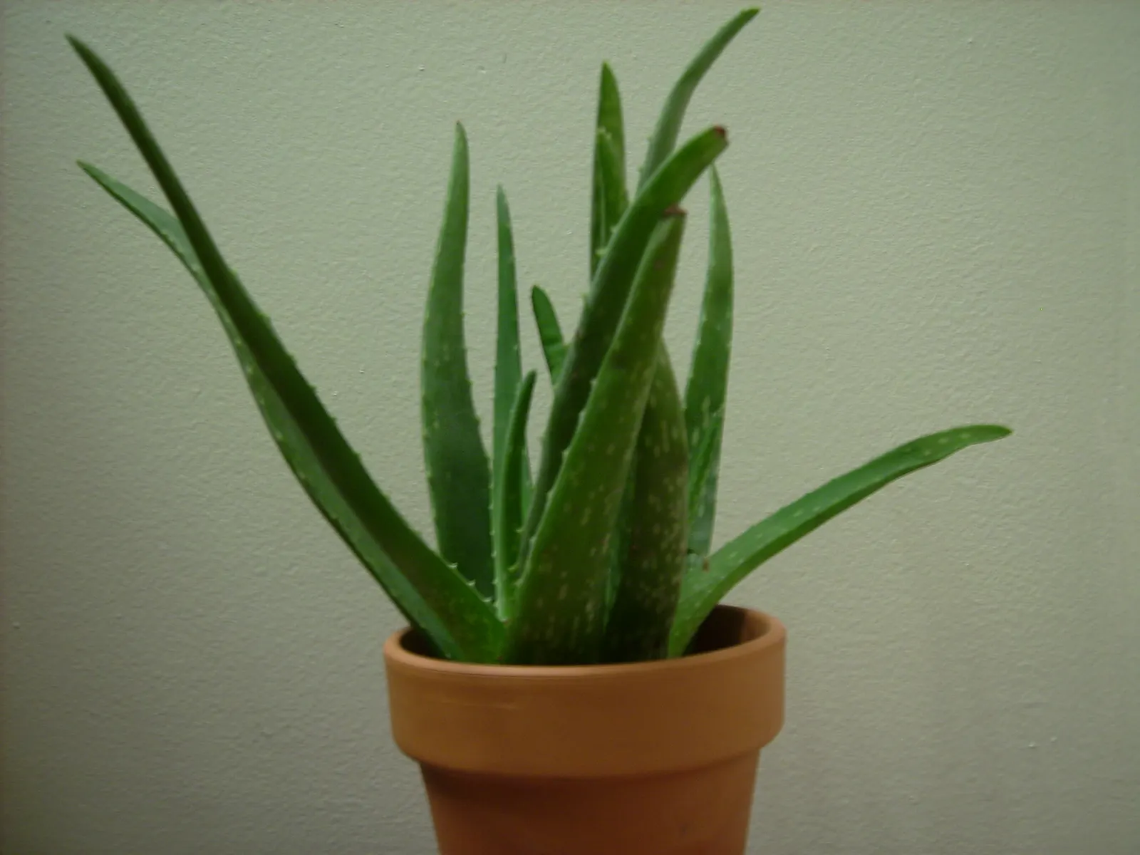 Aloe Vera Or Medicinal Aloe — Its gray-green, lance-shaped leaves possess toothed margins; this succulent demands well-drained soil and full to, image 92