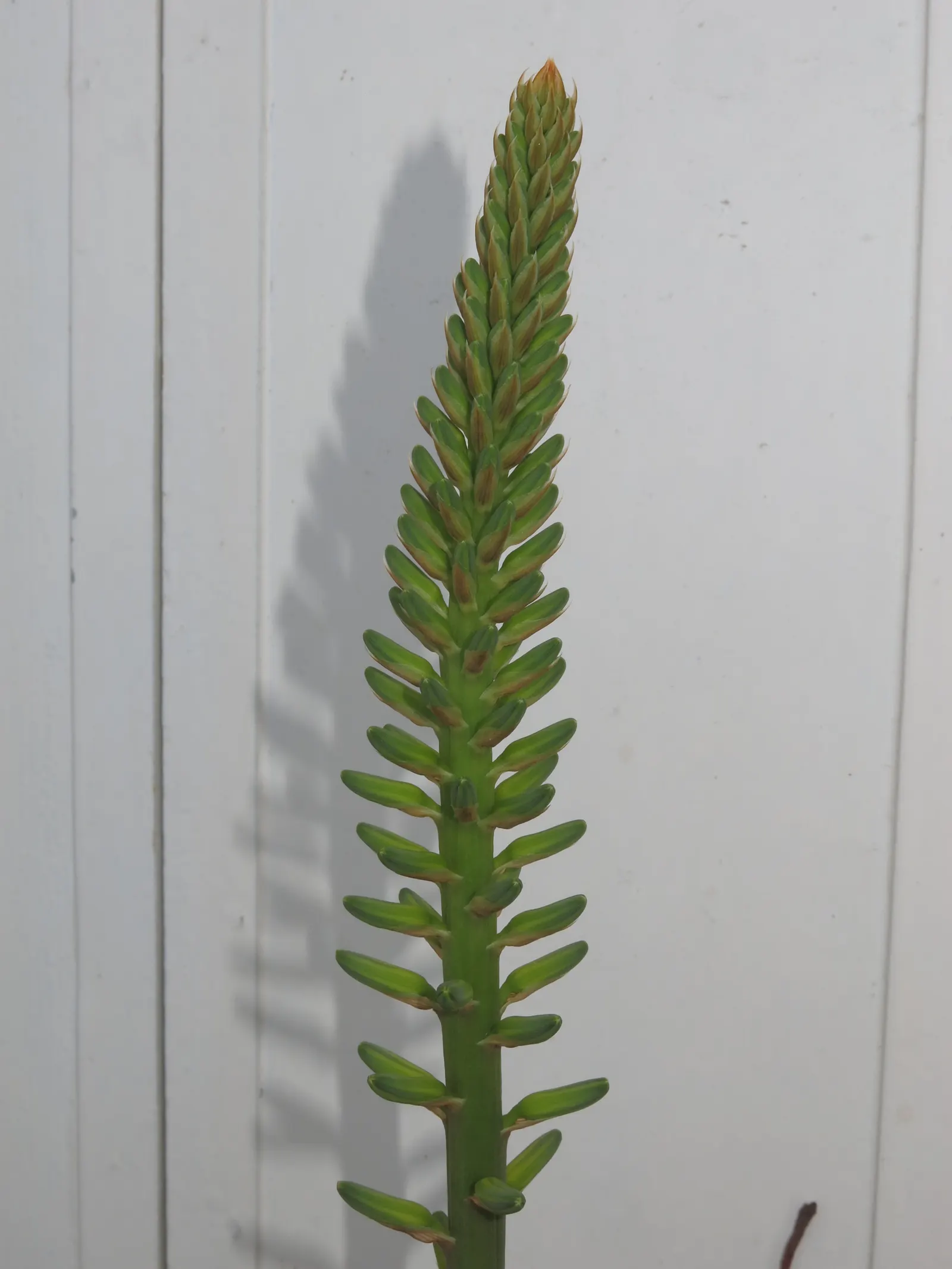 Aloe Vera Or Medicinal Aloe — and are filled with a clear; also widely known as Medicinal Aloe, image 58