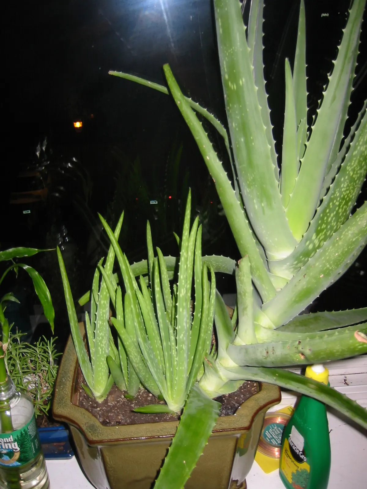 Aloe Vera Or Medicinal Aloe — It reaches 24-39 inches in height and spreads up to 24 inches wide; gray-green leaves that can grow up to 18 to 24 inches in