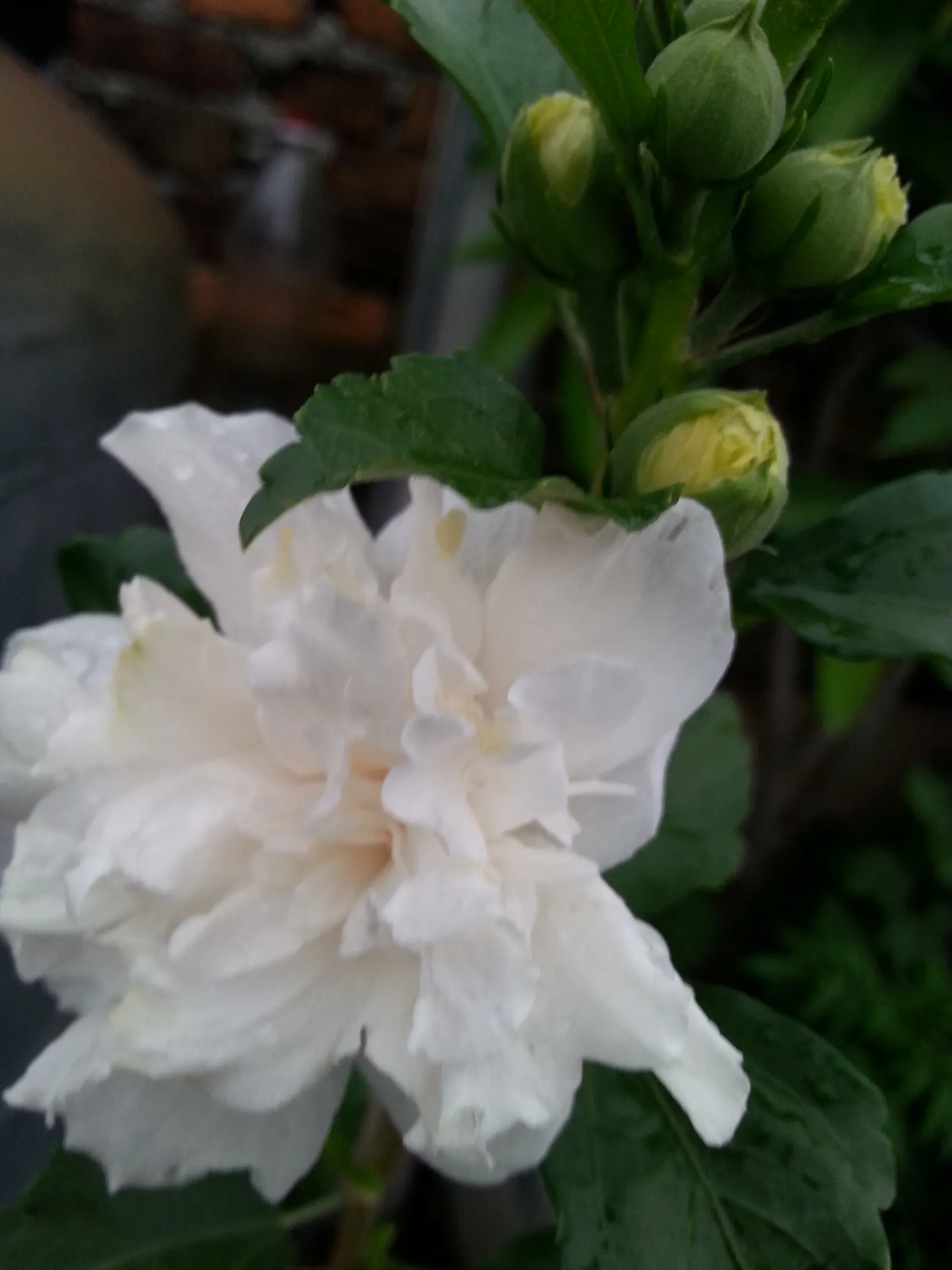 Mock Orange (Philadelphus Coronarius) — or as a standalone specimen in residential or park settings; the Mock Orange thrives in medium moisture, image 93