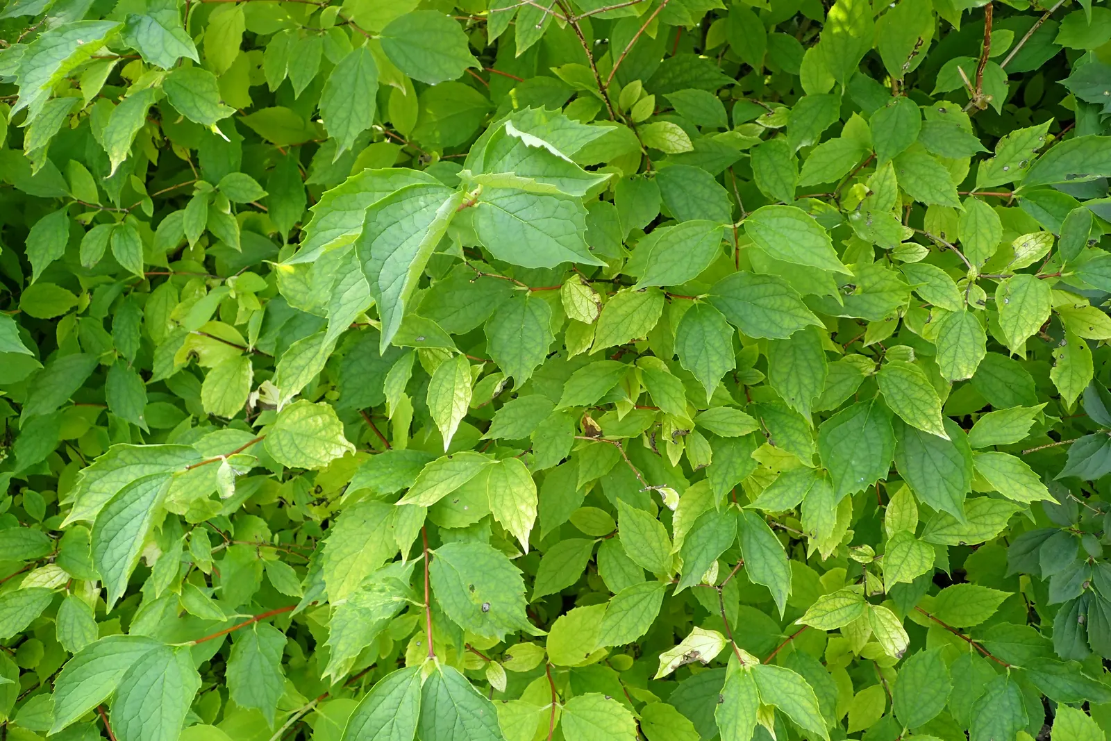 Mock Orange (Philadelphus Coronarius) — Ideal for a hedgerow or accent plant, it flourishes in USDA zones 4-8 and prefers full sun to partial, image 98