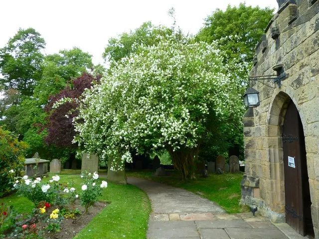Mock Orange (Philadelphus Coronarius) — Regular pruning encourages vibrant growth; and prefers full sun to part shade, image 116