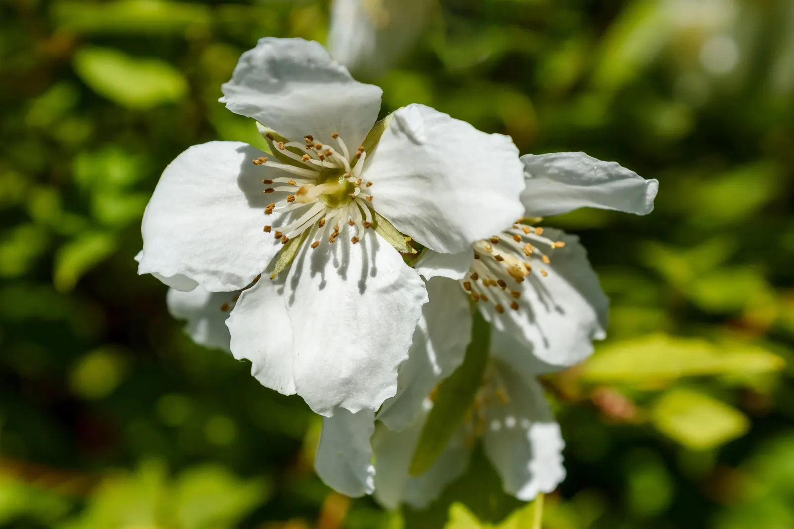 Mock Orange (Philadelphus Coronarius) — which burst into bloom in late spring to early summer; turning yellow in fall for a subtle display of autumn, image 134