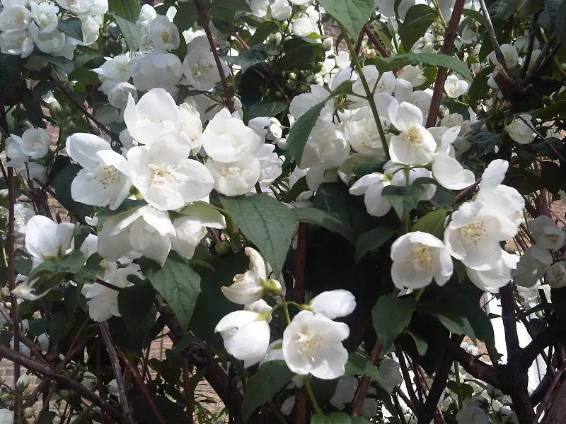 Mock Orange (Philadelphus Coronarius) — It matures to 10-12 feet in height and spans approximately 6-10 feet wide; regular pruning encourages, image 49