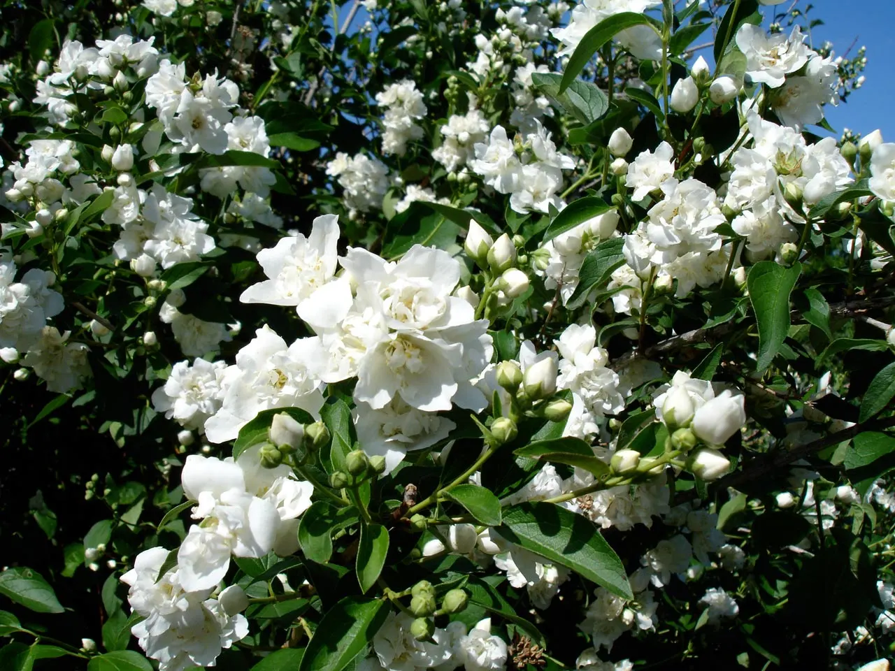 Mock Orange (Philadelphus Coronarius) — and prefers full sun to part shade