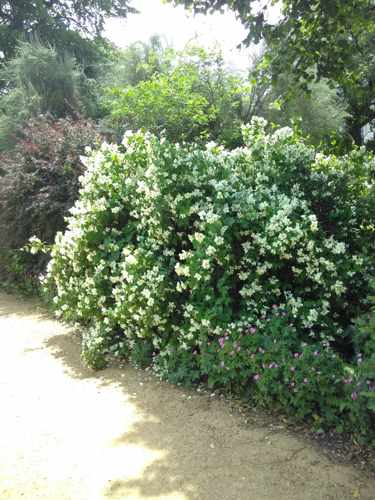 Mock Orange (Philadelphus Coronarius) — Ideal for a hedgerow or accent plant, it flourishes in USDA zones 4-8 and prefers full sun to partial, image 82