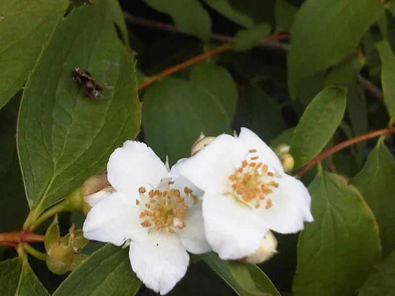 Mock Orange (Philadelphus Coronarius) — white flowers in the garden; shrub with white blooms, image 142
