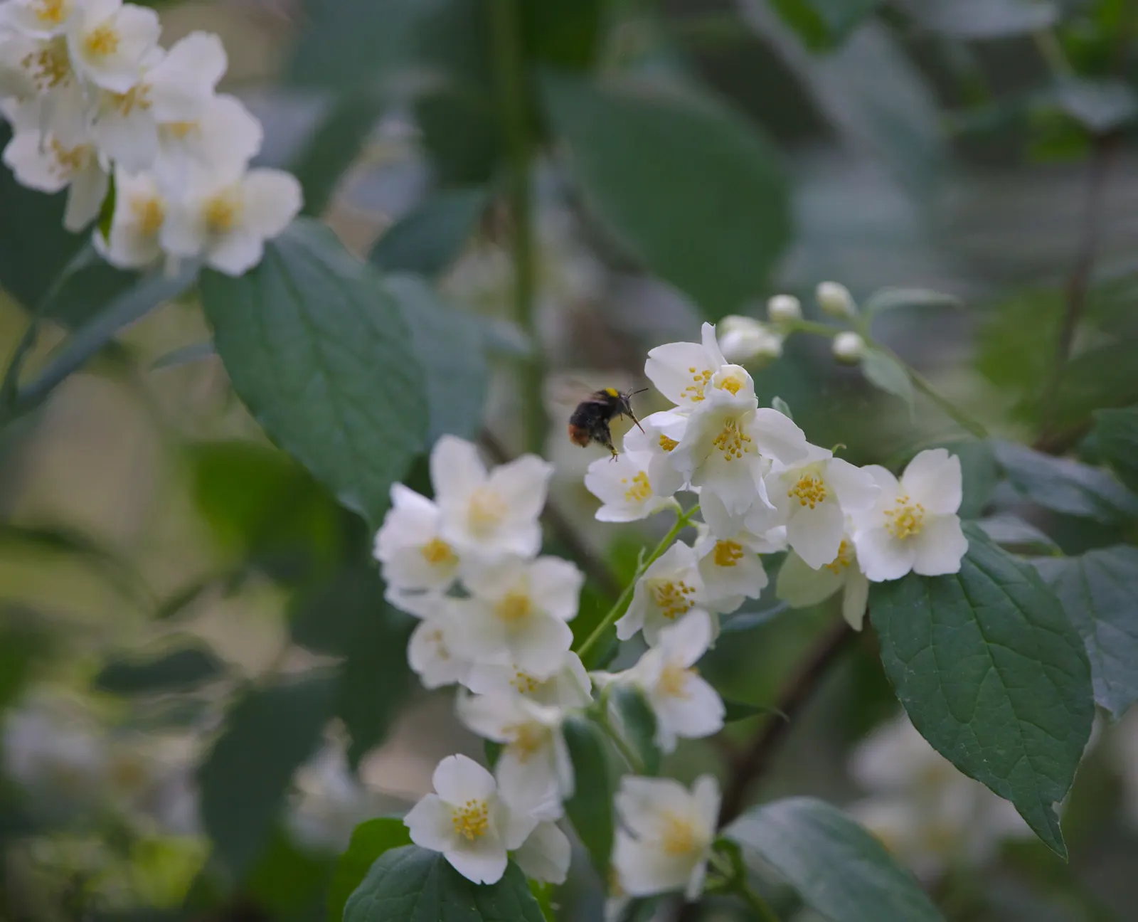 Mock Orange (Philadelphus Coronarius) — Its easy maintenance and adaptable nature make it an excellent choice for foundation plantings