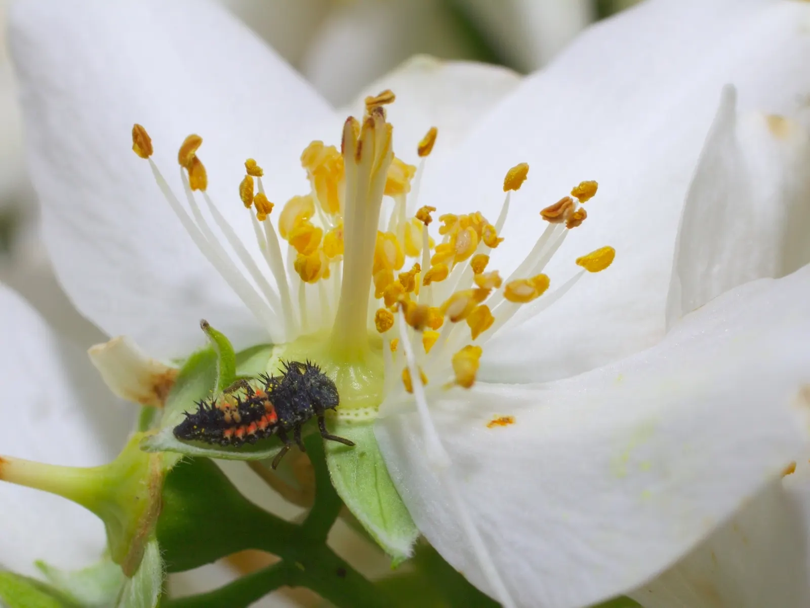 Mock Orange (Philadelphus Coronarius) — white flowers in the garden; shrub with white blooms, image 126