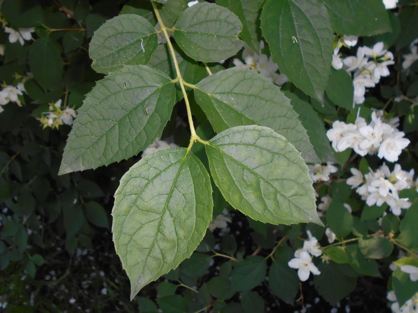 Mock Orange (Philadelphus Coronarius) — and prefers full sun to part shade; its easy maintenance and adaptable nature make it an excellent choice, image 57