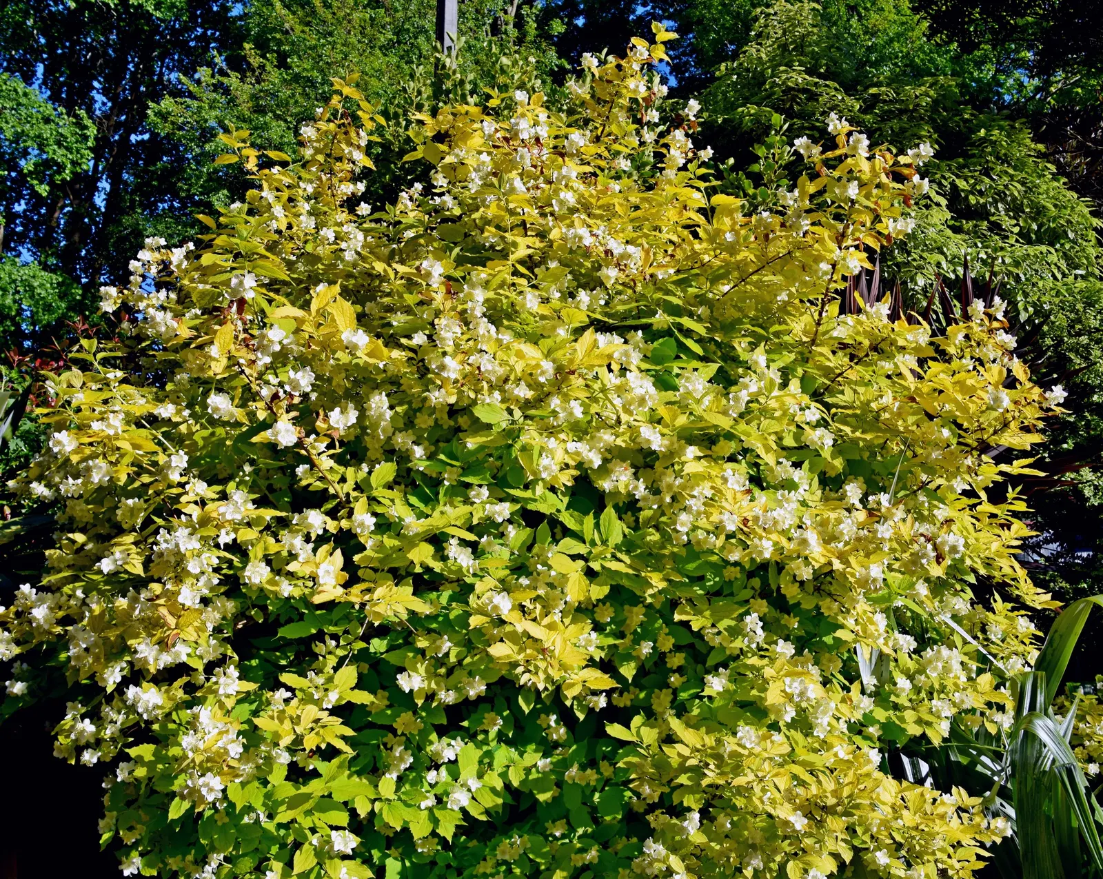 Mock Orange (Philadelphus Coronarius) — scientifically termed Philadelphus coronarius; shrub for full or half, image 85