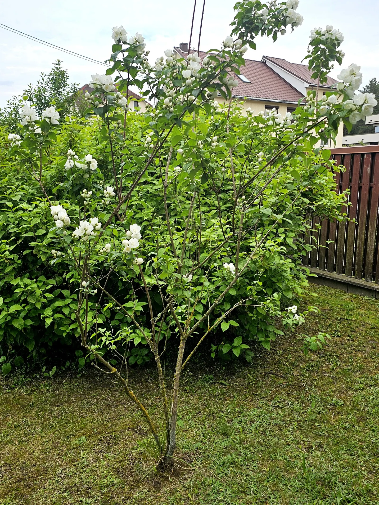 Mock Orange (Philadelphus Coronarius) — the Mock Orange thrives in medium moisture