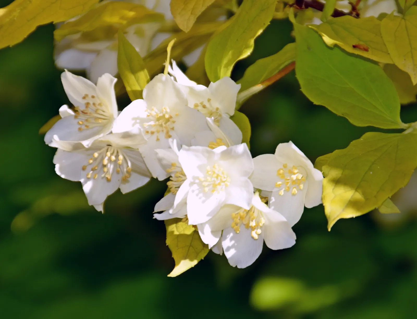 Mock Orange (Philadelphus Coronarius) — the Mock Orange thrives in medium moisture; scientifically termed Philadelphus coronarius, image 120