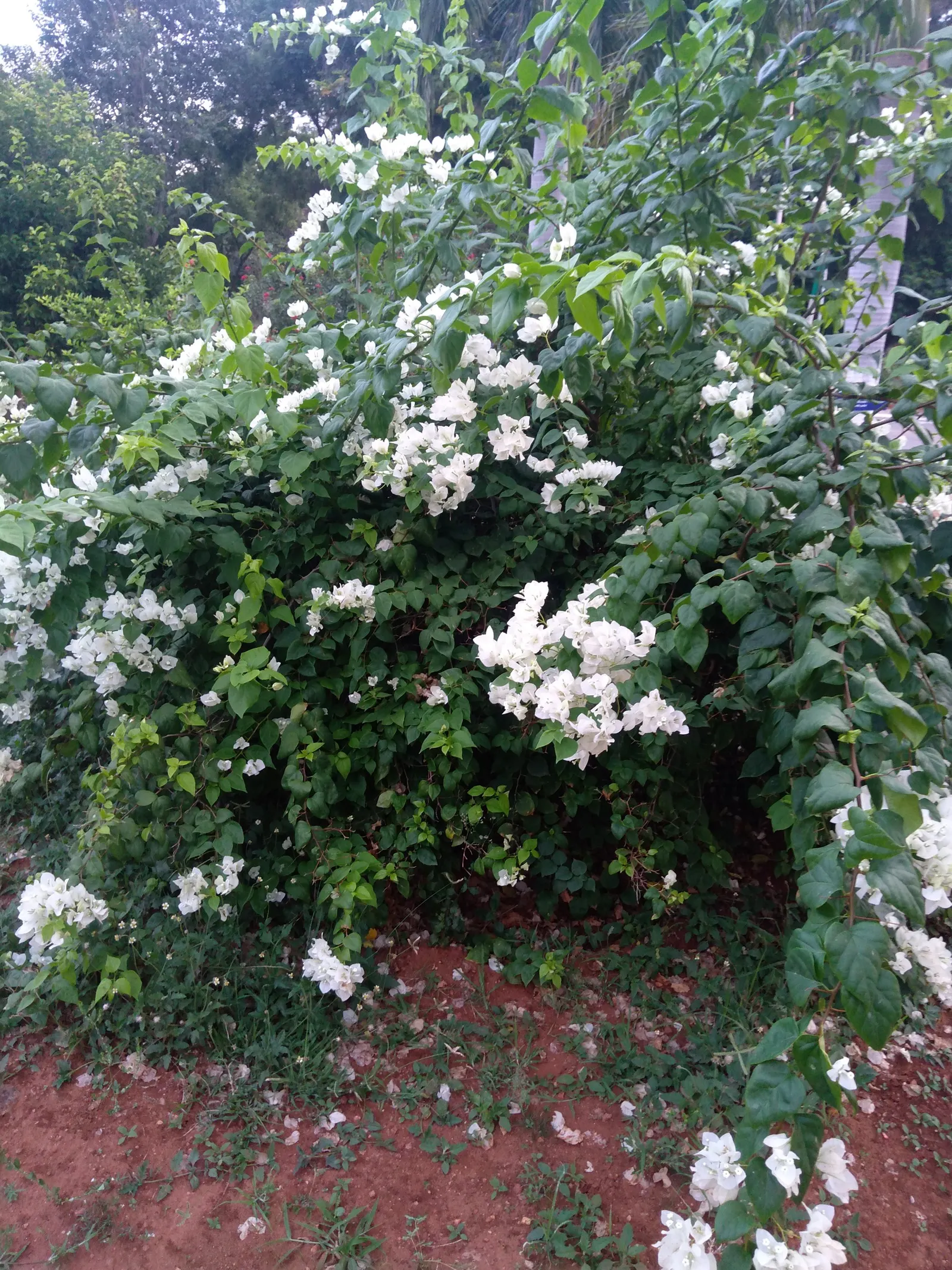 Mock Orange (Philadelphus Coronarius) — Its easy maintenance and adaptable nature make it an excellent choice for foundation plantings; it matures, image 92