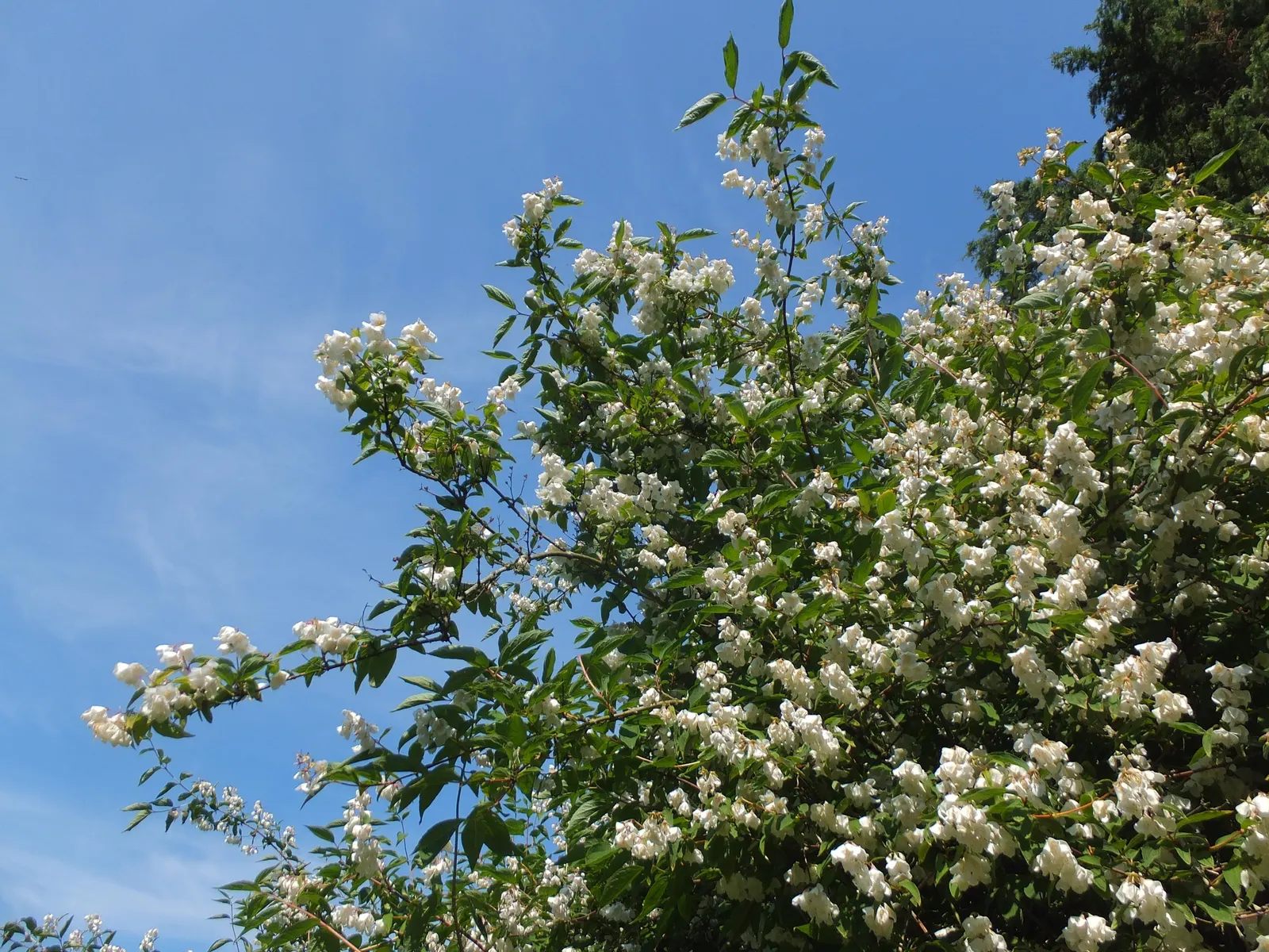 Mock Orange (Philadelphus Coronarius) — It benefits from occasional pruning immediately after flowering; hardy and low-maintenance, it features, image 106