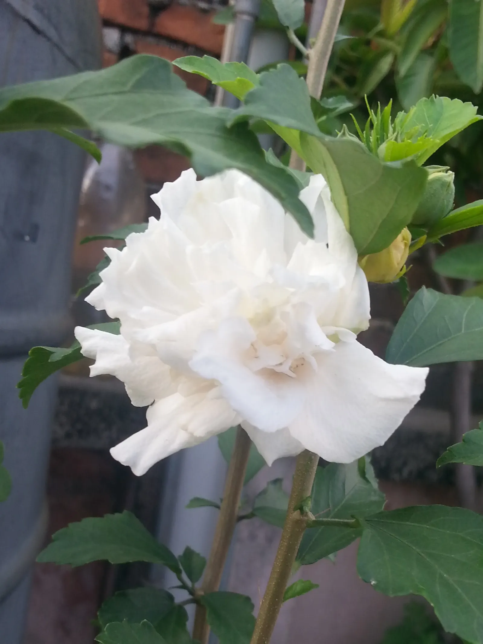 Mock Orange (Philadelphus Coronarius) — the Mock Orange thrives in medium moisture; scientifically termed Philadelphus coronarius, image 88