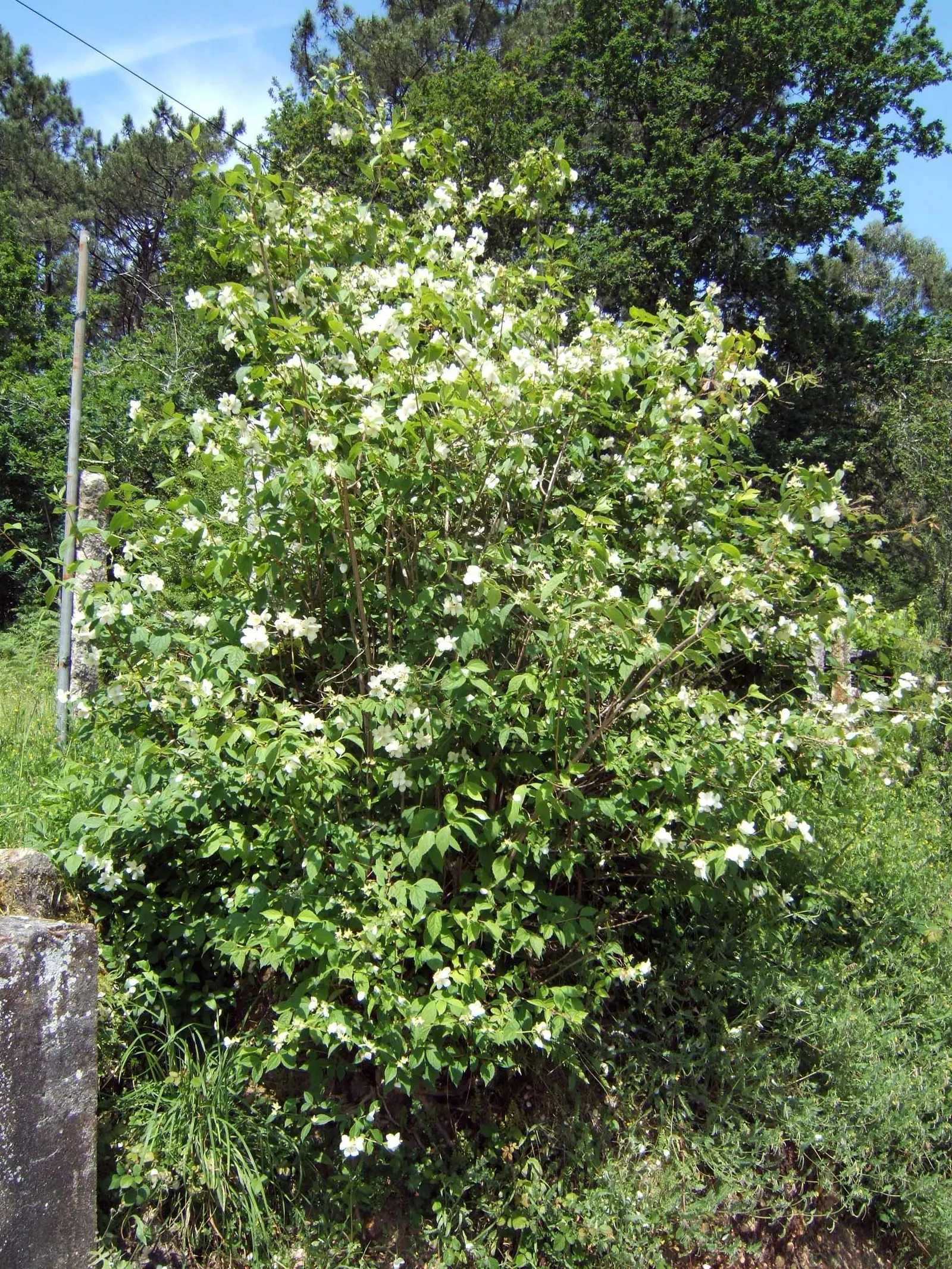 Mock Orange (Philadelphus Coronarius) — or as a standalone specimen in residential or park settings; the Mock Orange thrives in medium moisture, image 61